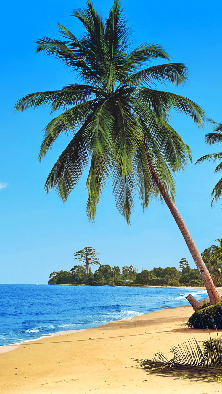 Palmier Sur le Rivage de la Plage Pendant la Journée. Wallpaper in 750x1334 Resolution