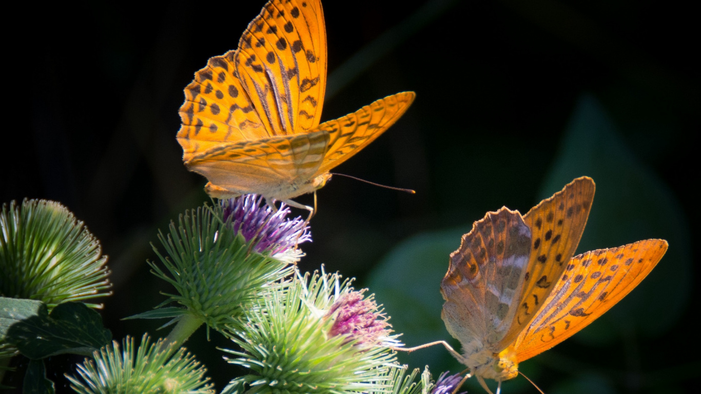 Gelber Und Schwarzer Schmetterling Auf Lila Blume. Wallpaper in 1366x768 Resolution