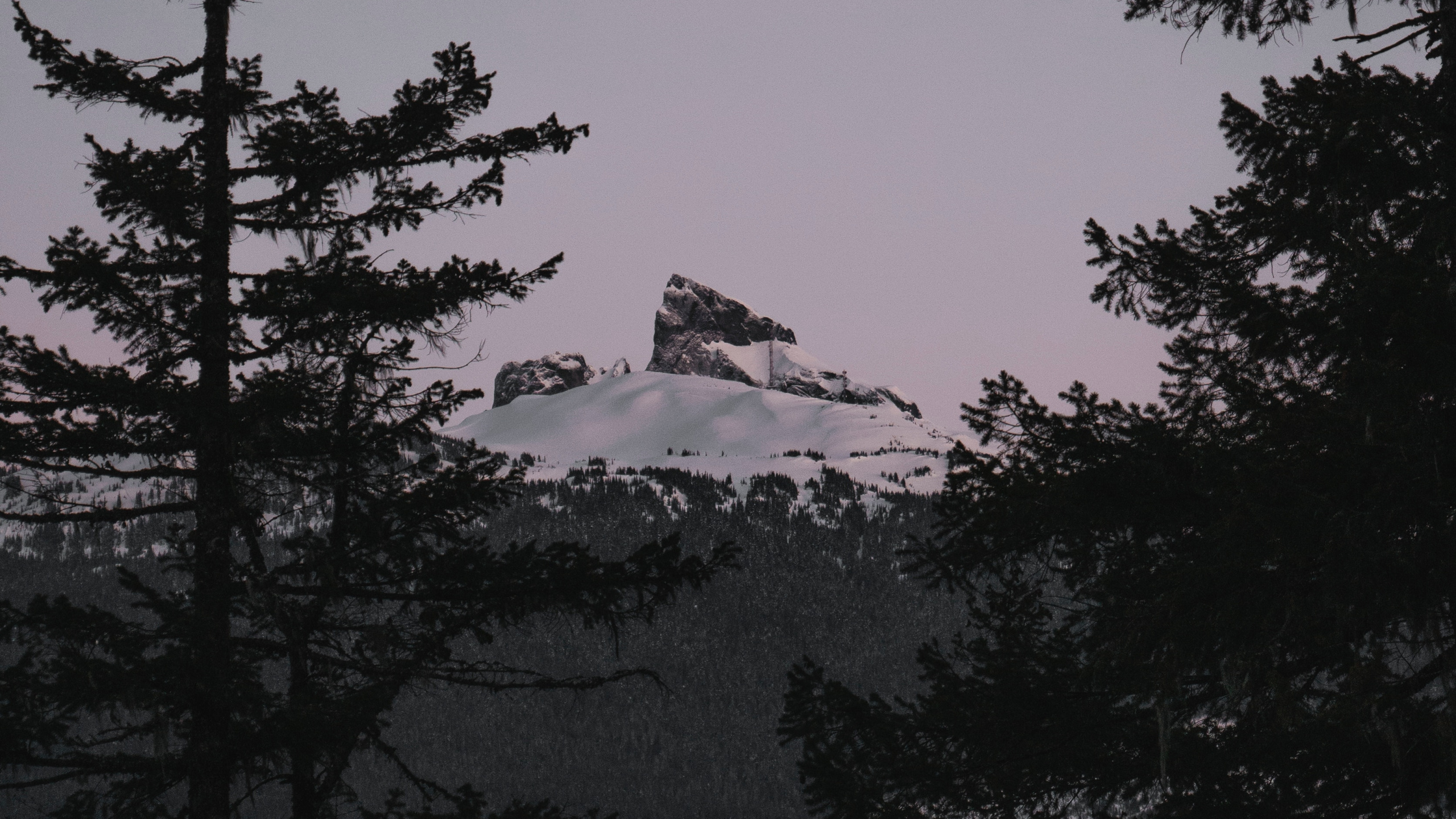 Biome, Fir, Tree, Nature, Wilderness. Wallpaper in 2560x1440 Resolution