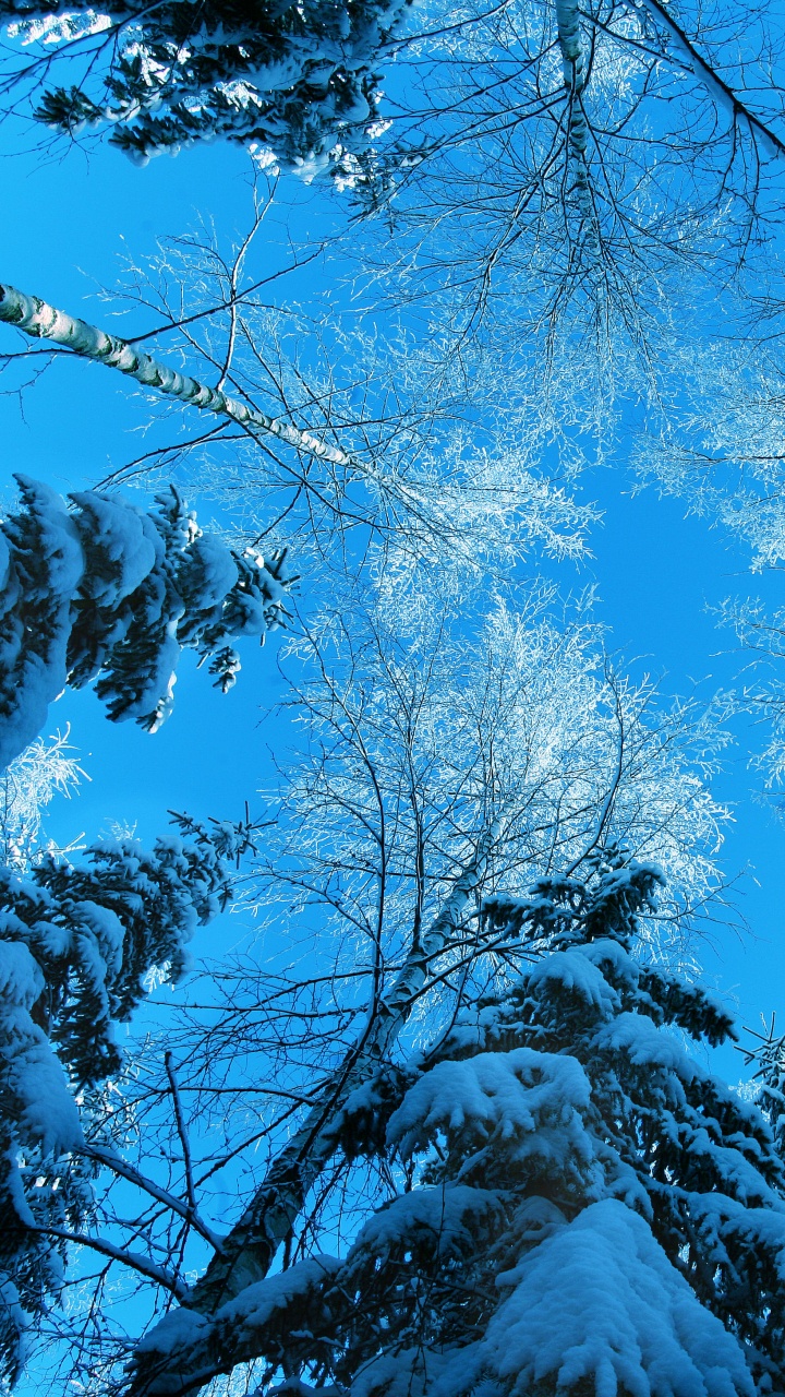 Ramas de Los Árboles Marrones Con Nieve. Wallpaper in 720x1280 Resolution