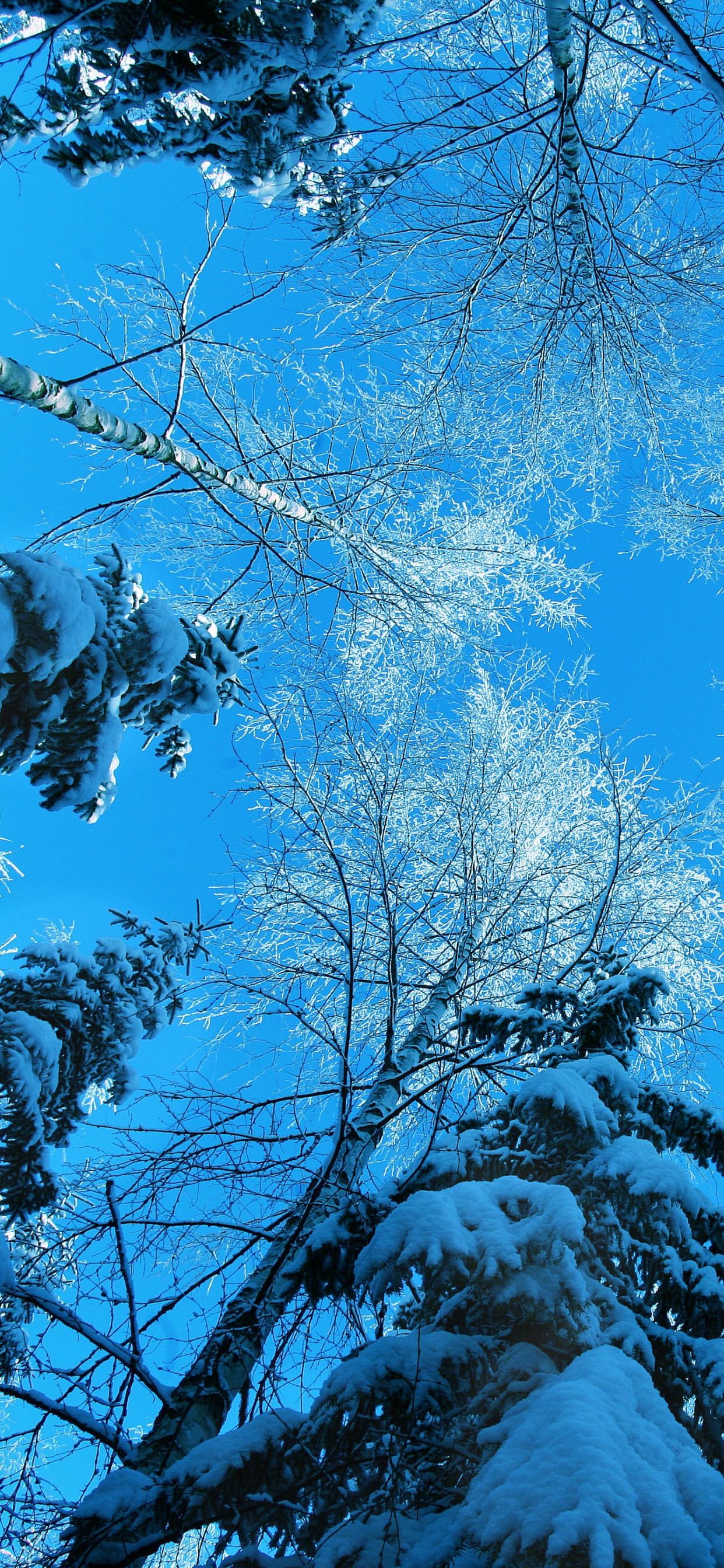 Brown Tree Branches With Snow. Wallpaper in 1242x2688 Resolution