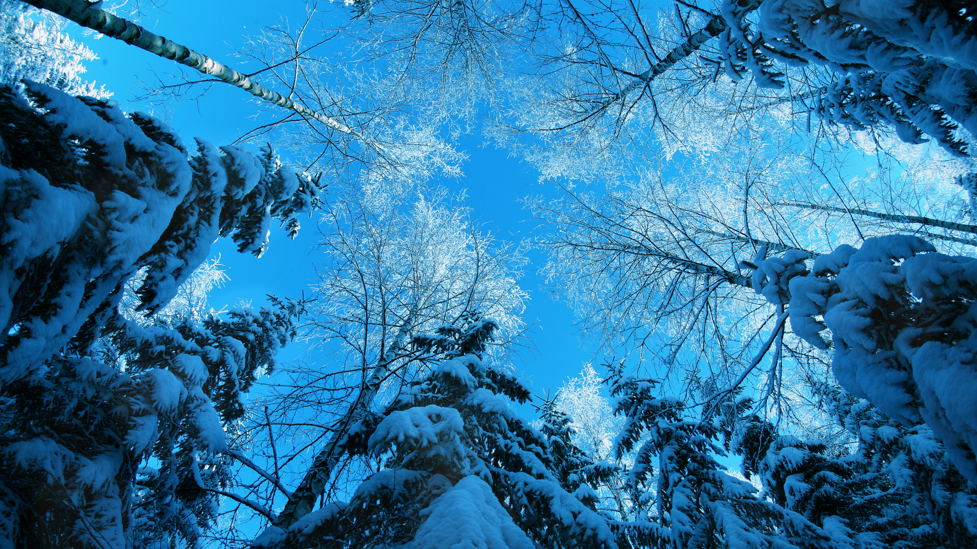 Brown Tree Branches With Snow. Wallpaper in 1920x1080 Resolution