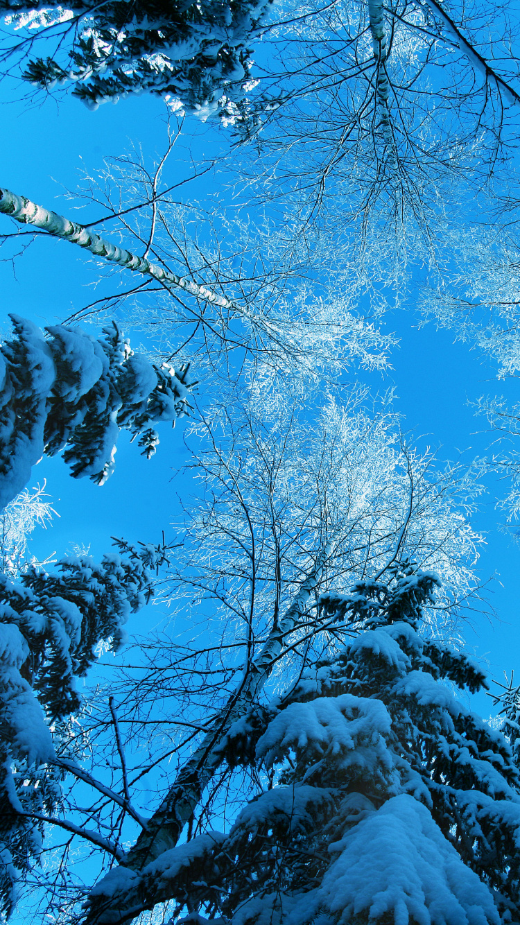 Branches D'arbres Brunes Avec de la Neige. Wallpaper in 750x1334 Resolution
