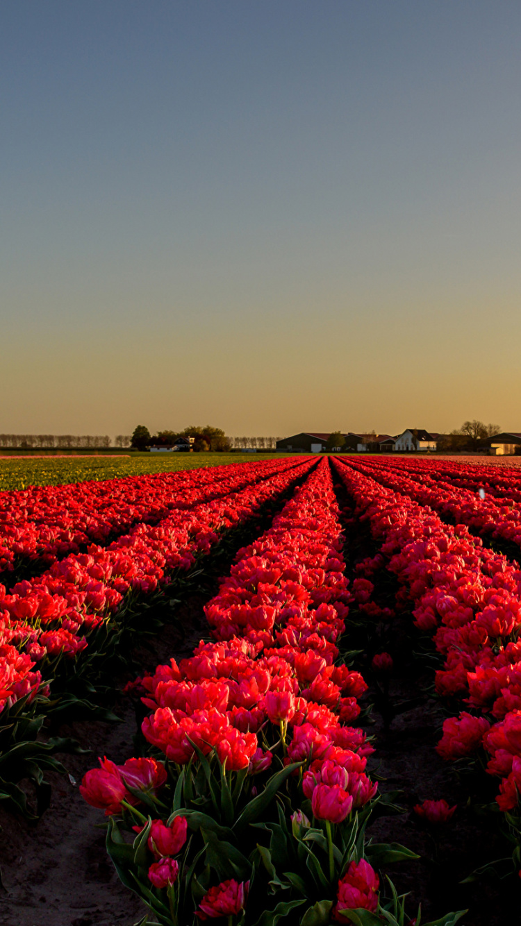 Lila Blumenfeld Tagsüber. Wallpaper in 750x1334 Resolution