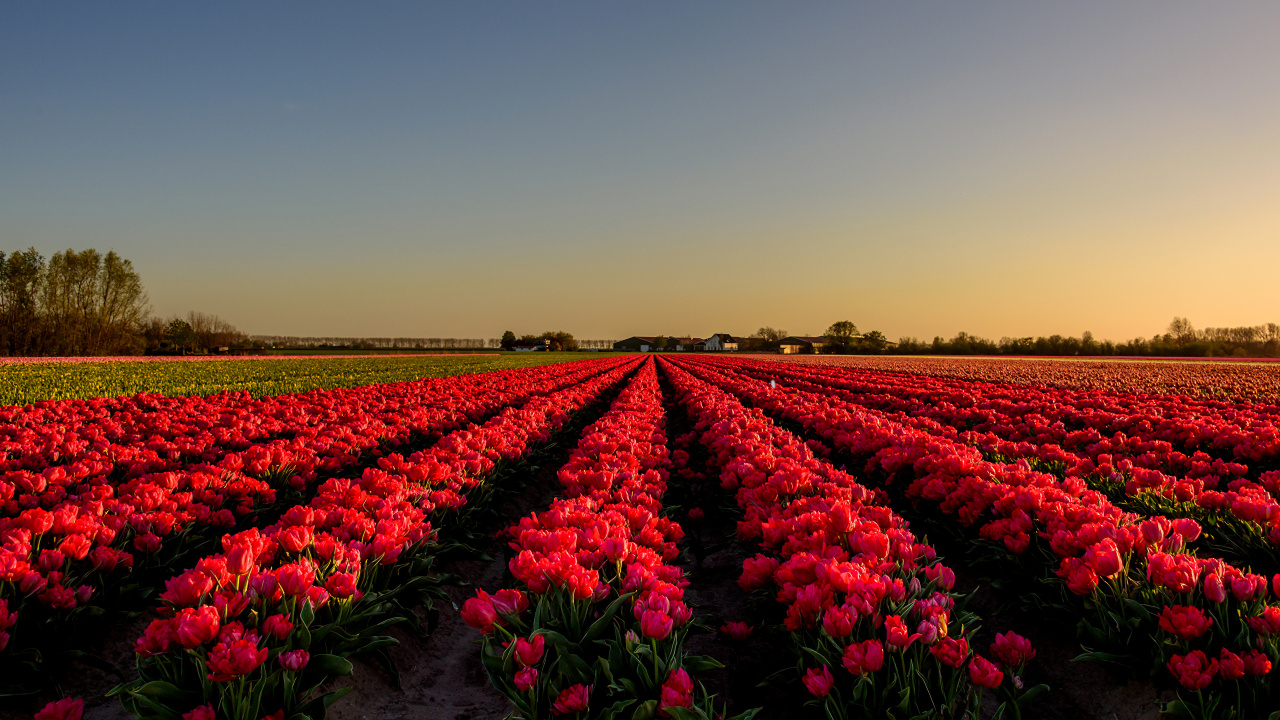 Campo de Flores Moradas Durante el Día. Wallpaper in 1280x720 Resolution