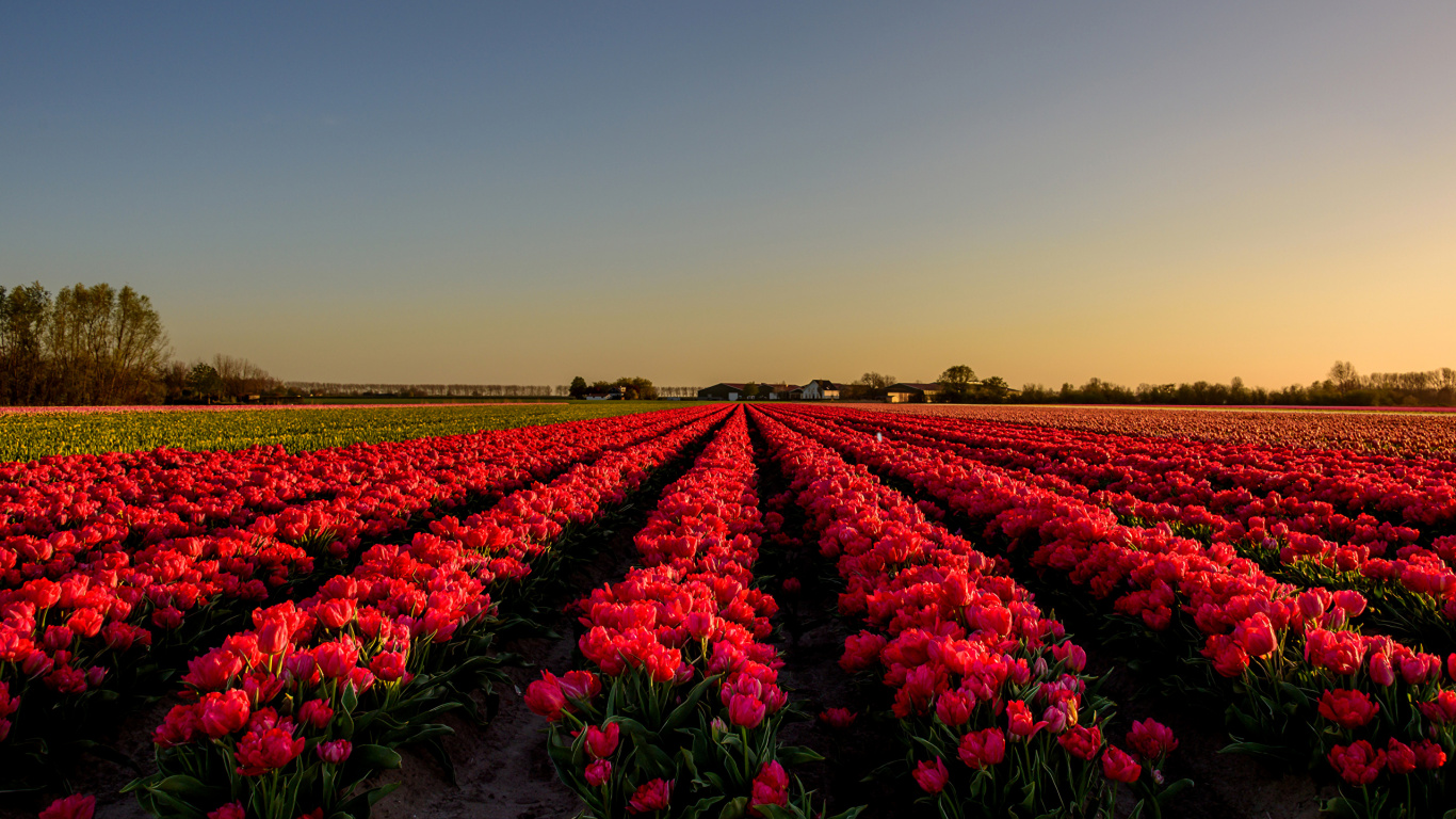 Campo de Flores Moradas Durante el Día. Wallpaper in 1366x768 Resolution