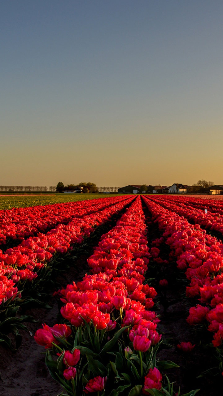 Champ de Fleurs Violettes Pendant la Journée. Wallpaper in 720x1280 Resolution