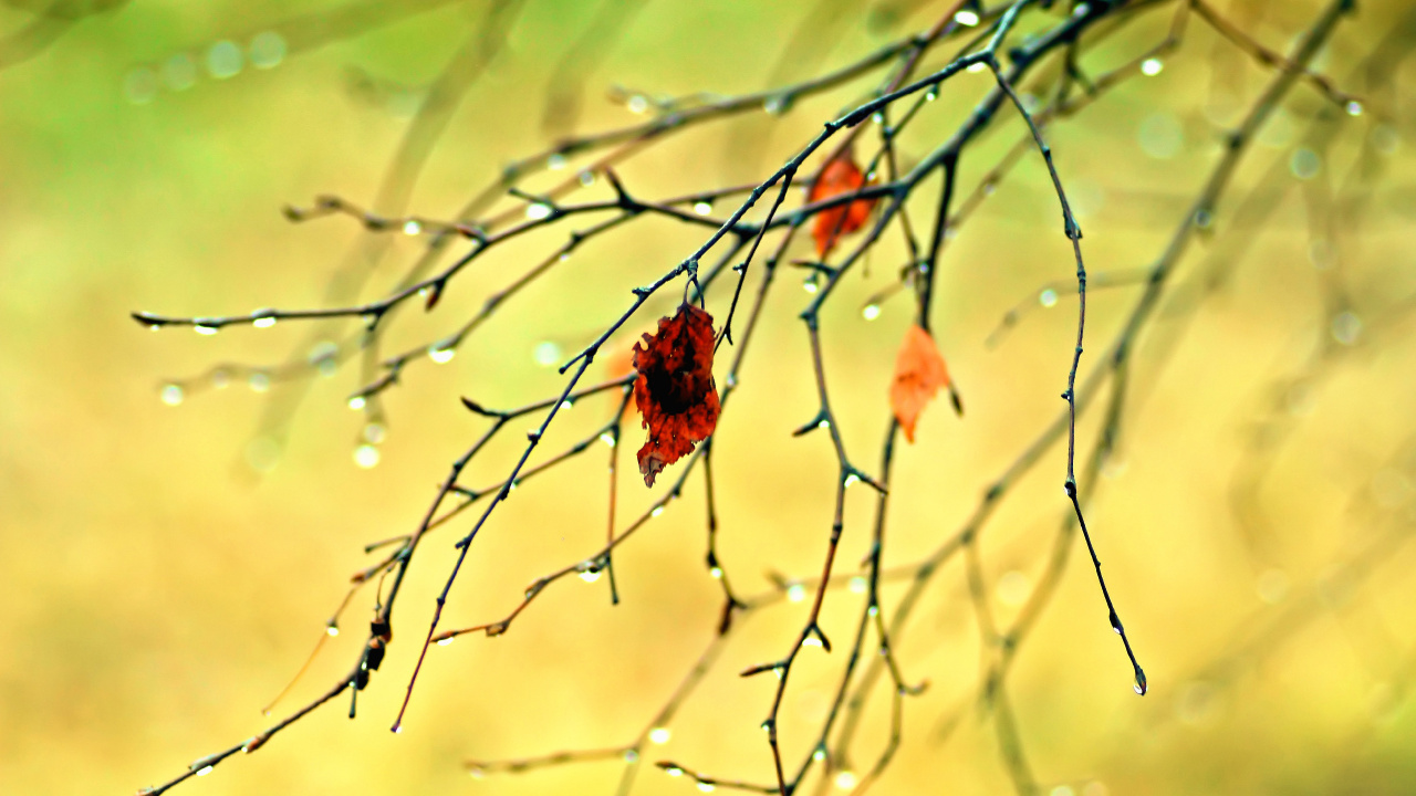 Herbst, Branch, Zweig, Bernstein, Naturlandschaft. Wallpaper in 1280x720 Resolution