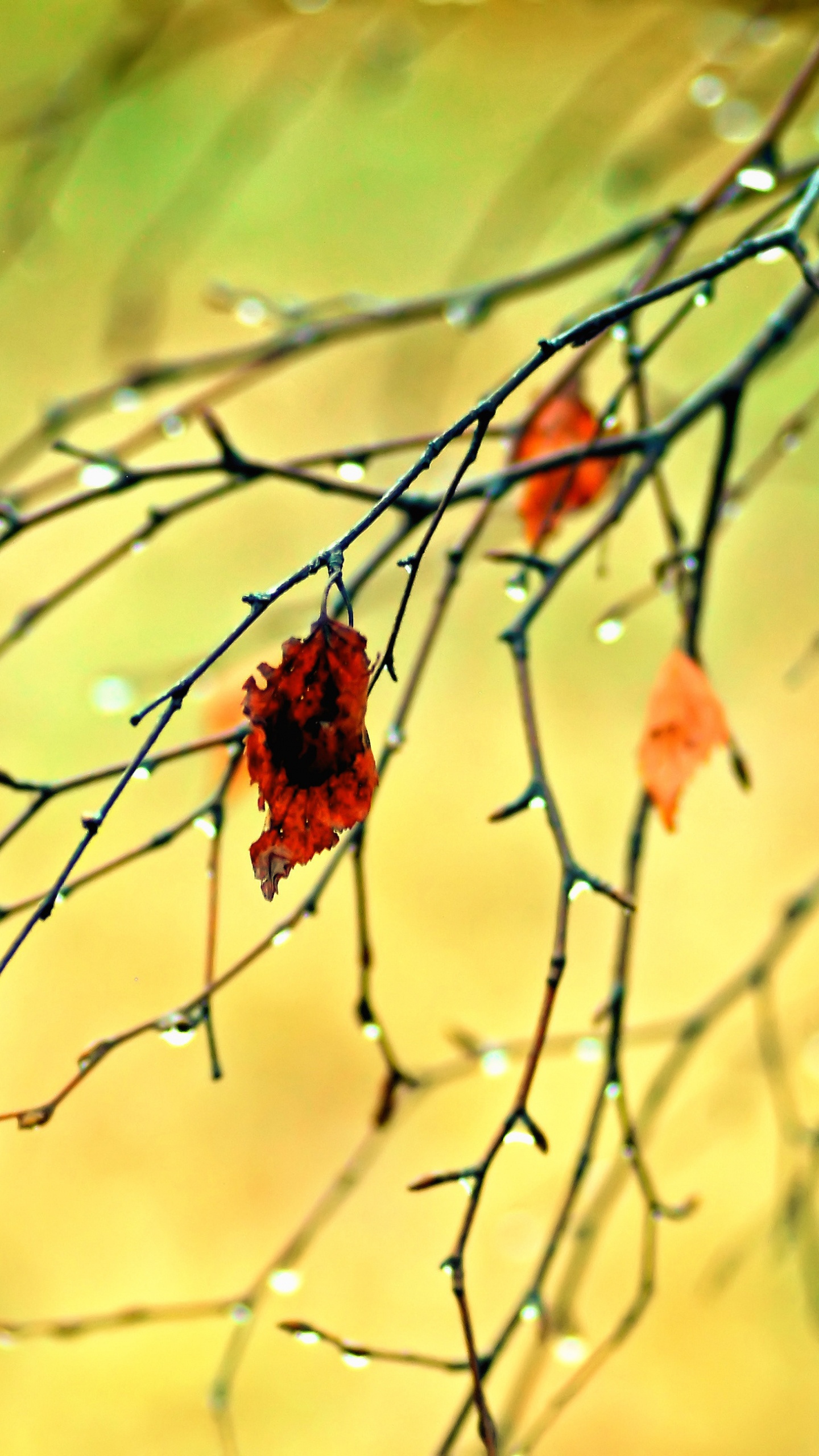 Rameau, Ambre, Paysage Naturel, Feuilles Caduques. Wallpaper in 1440x2560 Resolution