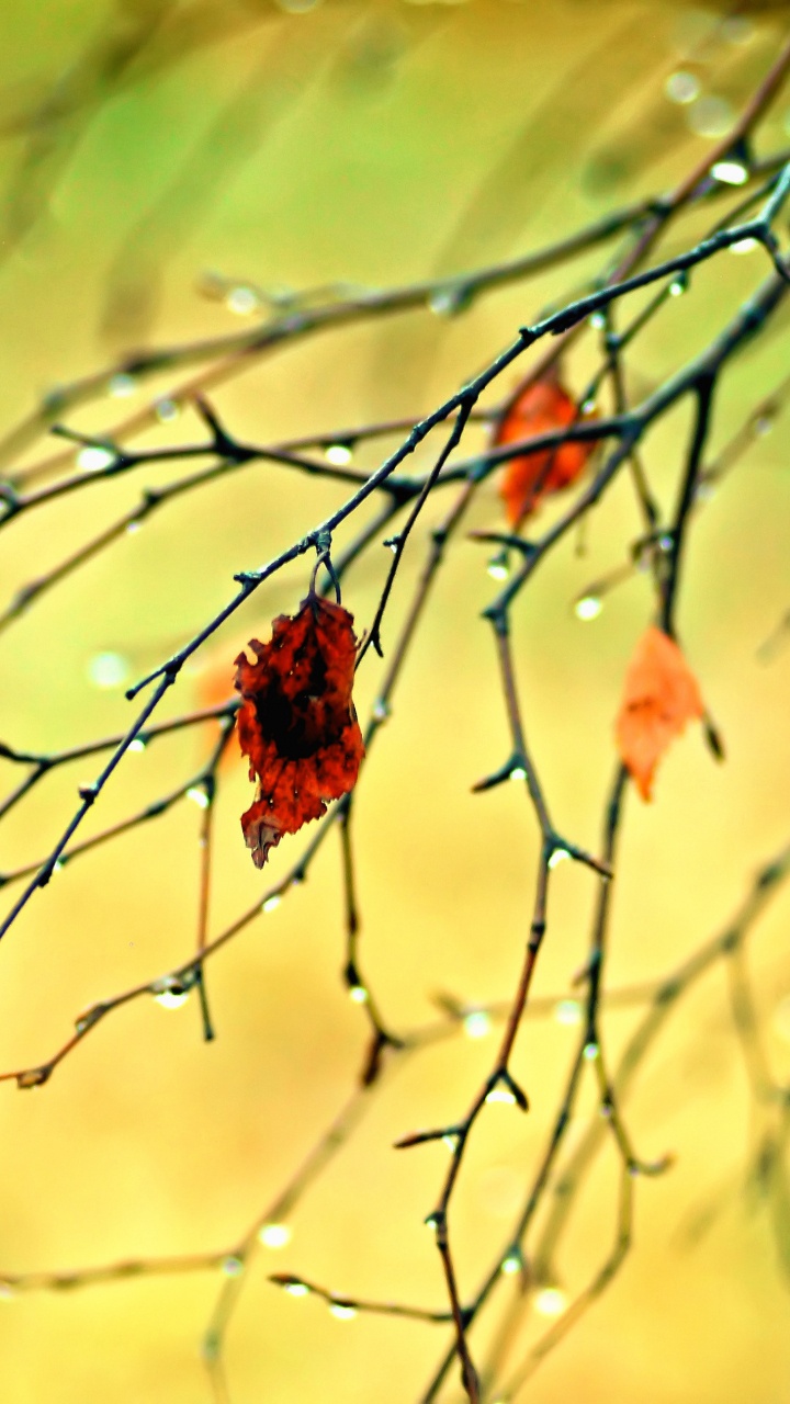 Rameau, Ambre, Paysage Naturel, Feuilles Caduques. Wallpaper in 720x1280 Resolution