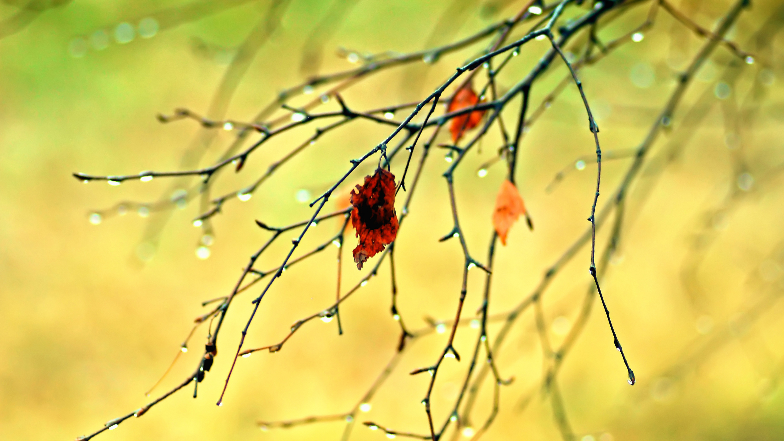 Sucursal, Ramita, Ambar, Paisaje Natural, Madera. Wallpaper in 2560x1440 Resolution