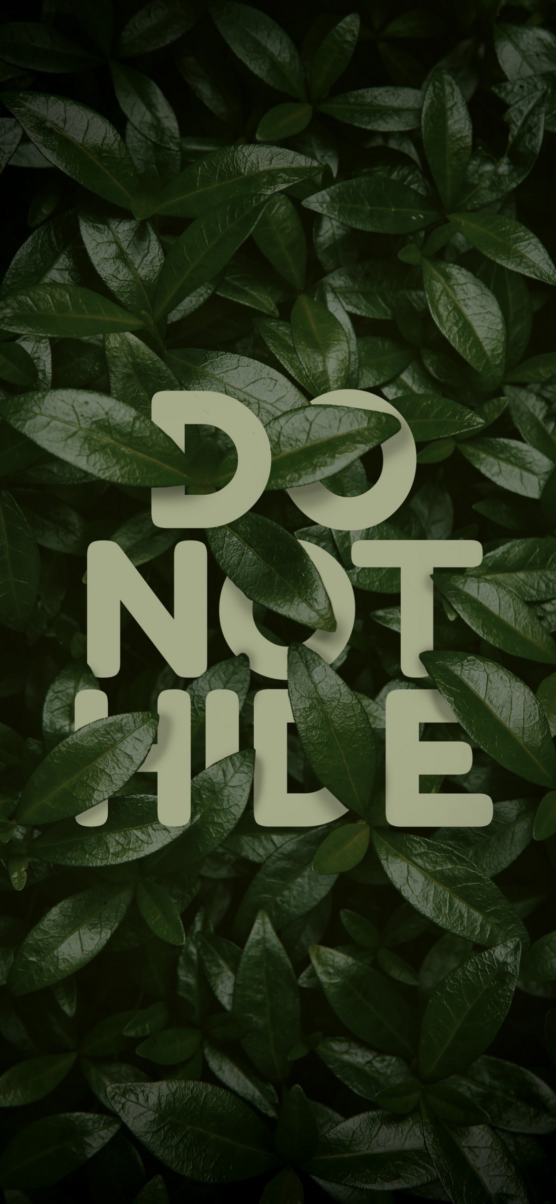 Love vs Design, Plant, Terrestrial Plant, Publication, Pattern. Wallpaper in 1125x2436 Resolution