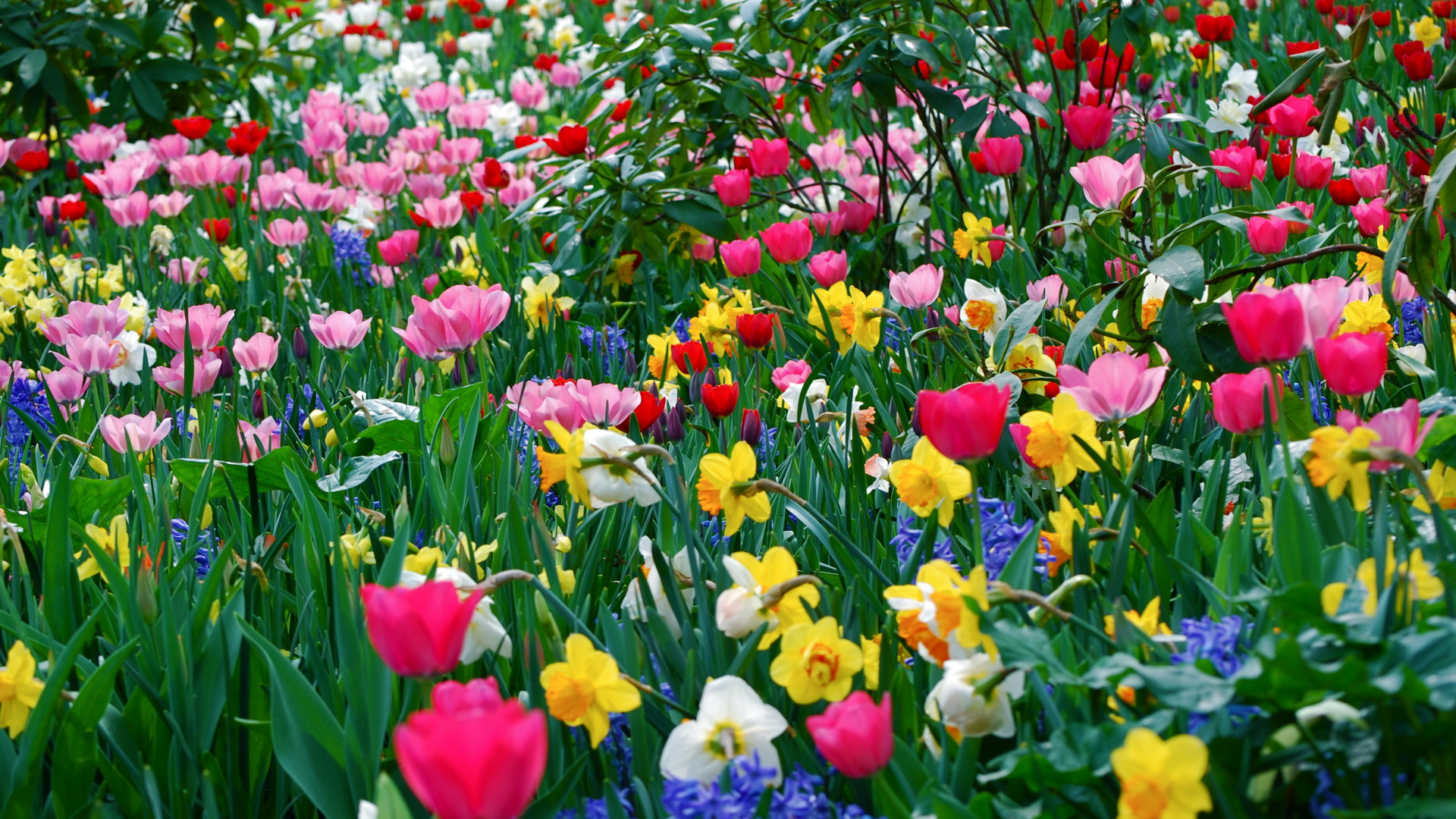 Rotes Lila Und Gelbes Blumenfeld. Wallpaper in 1920x1080 Resolution