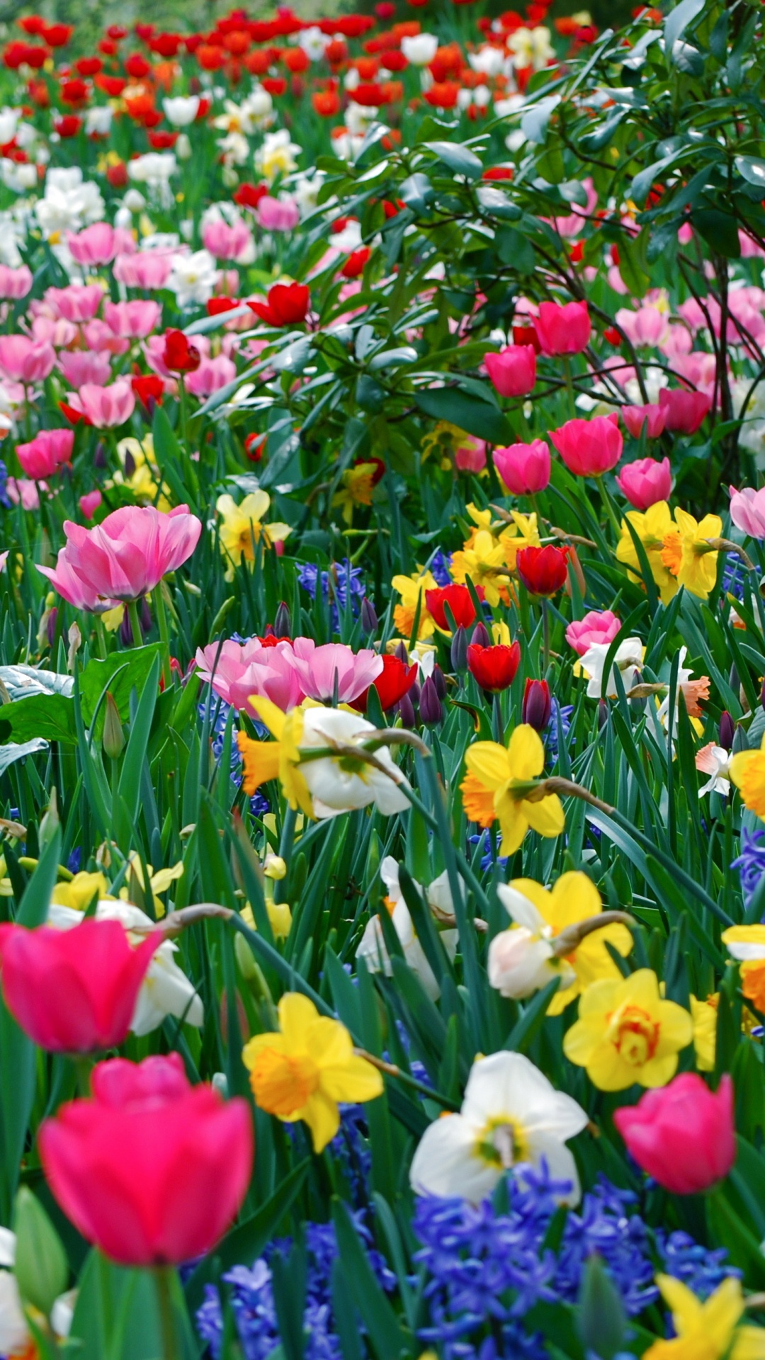 Champ de Fleurs Violettes et Jaunes Rouges. Wallpaper in 1080x1920 Resolution