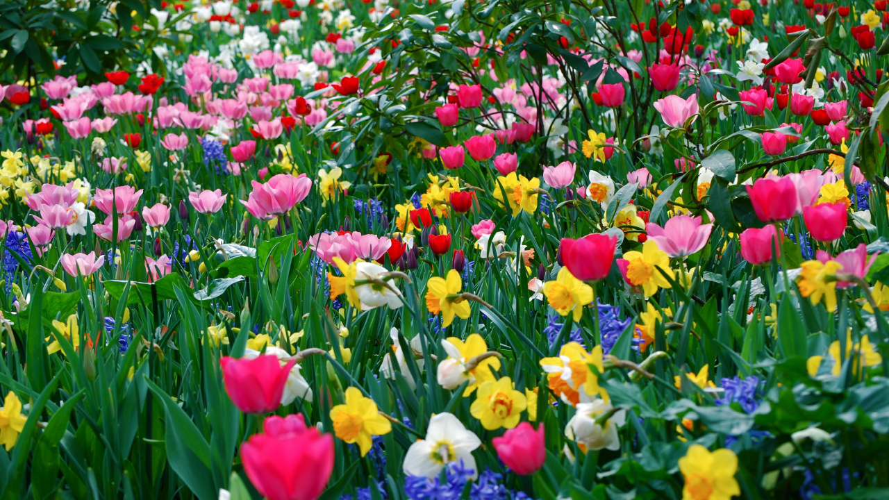 Champ de Fleurs Violettes et Jaunes Rouges. Wallpaper in 1280x720 Resolution