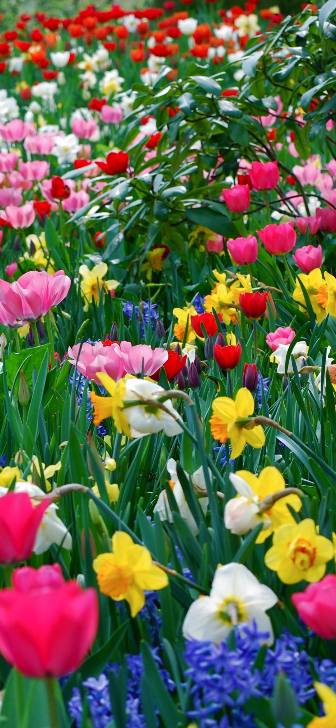 Red Purple and Yellow Flower Field. Wallpaper in 1125x2436 Resolution