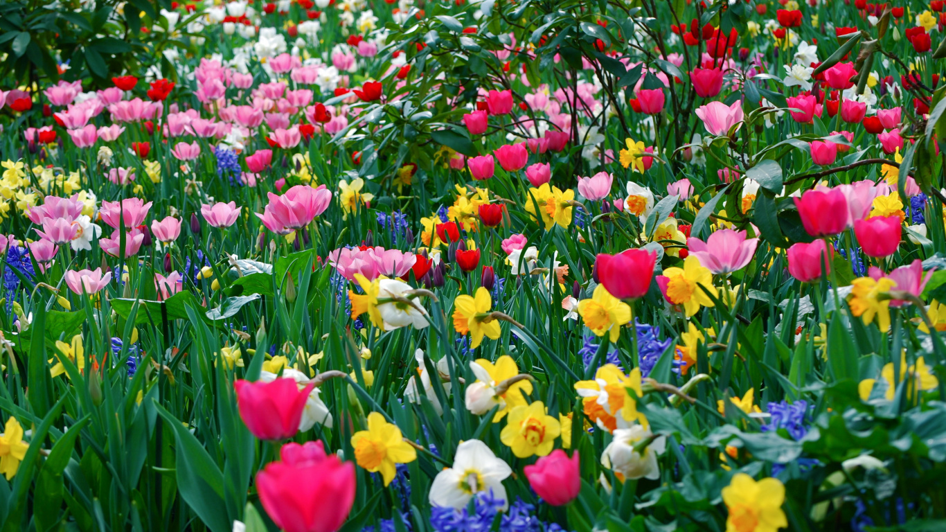 Red Purple and Yellow Flower Field. Wallpaper in 1366x768 Resolution