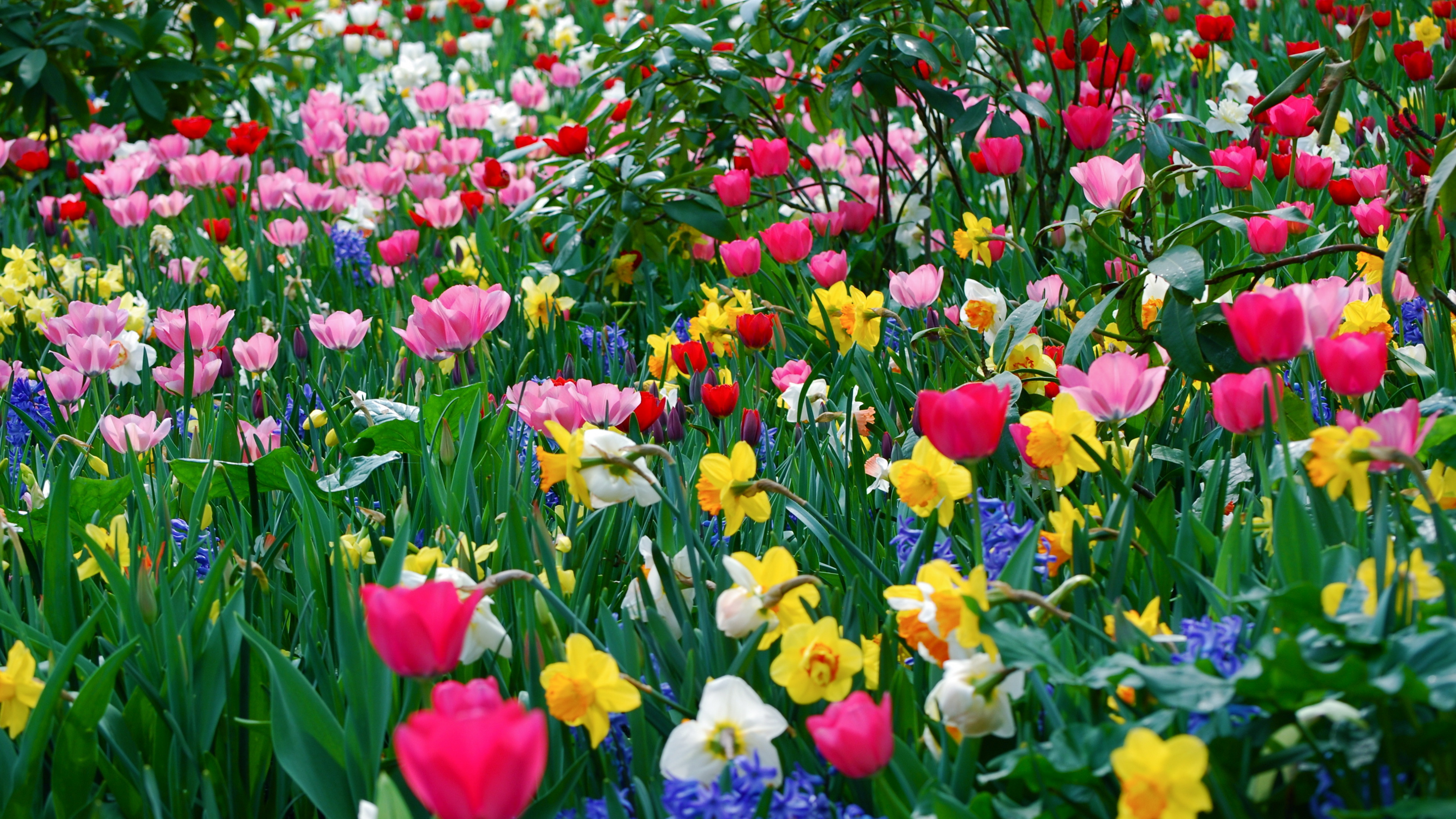 Red Purple and Yellow Flower Field. Wallpaper in 3840x2160 Resolution