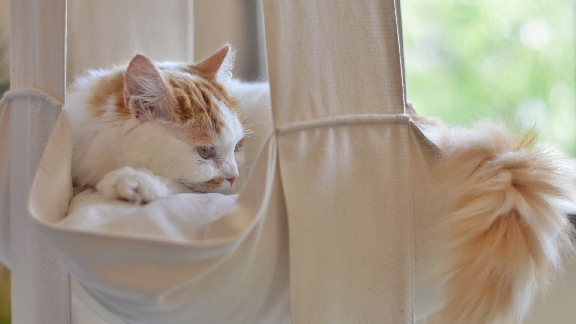 皮毛, 爱琴的猫, 动植物, 波斯猫, 暹罗猫 壁纸 1920x1080 允许