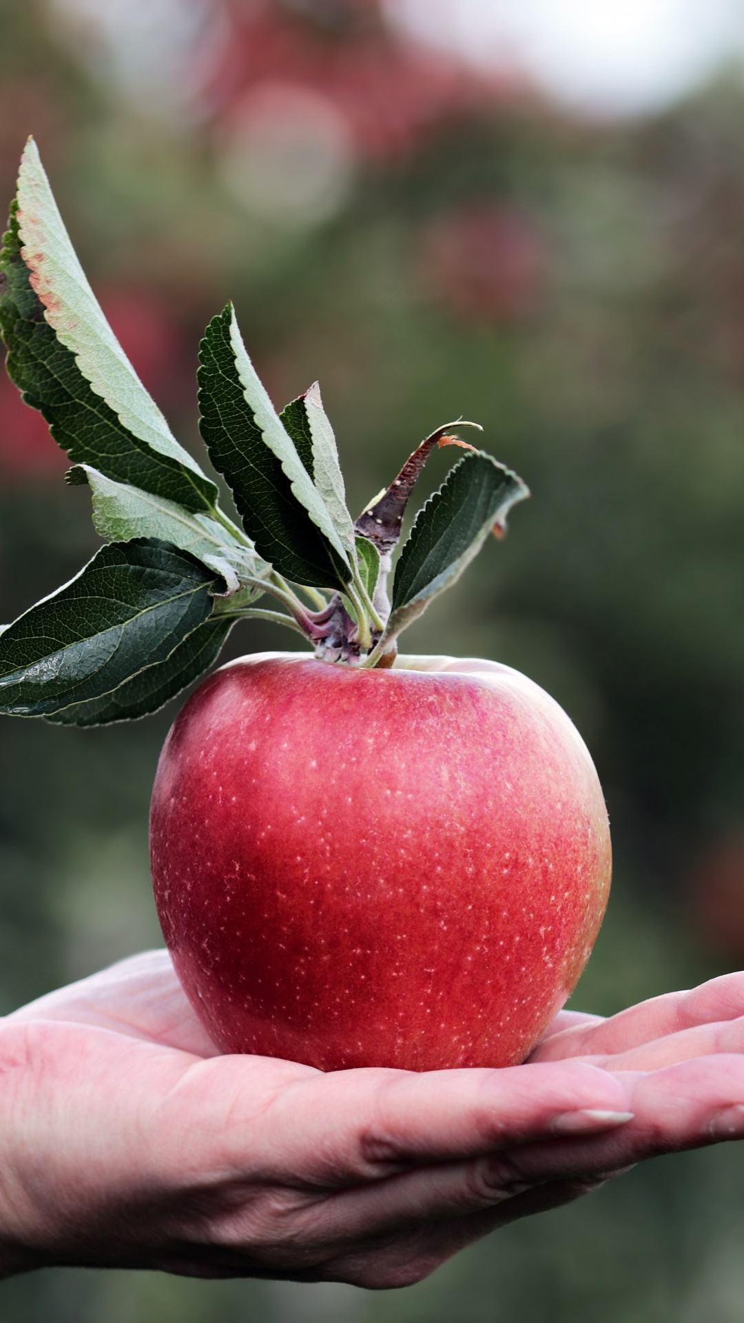 Person Holding Red Apple Fruit. Wallpaper in 1080x1920 Resolution