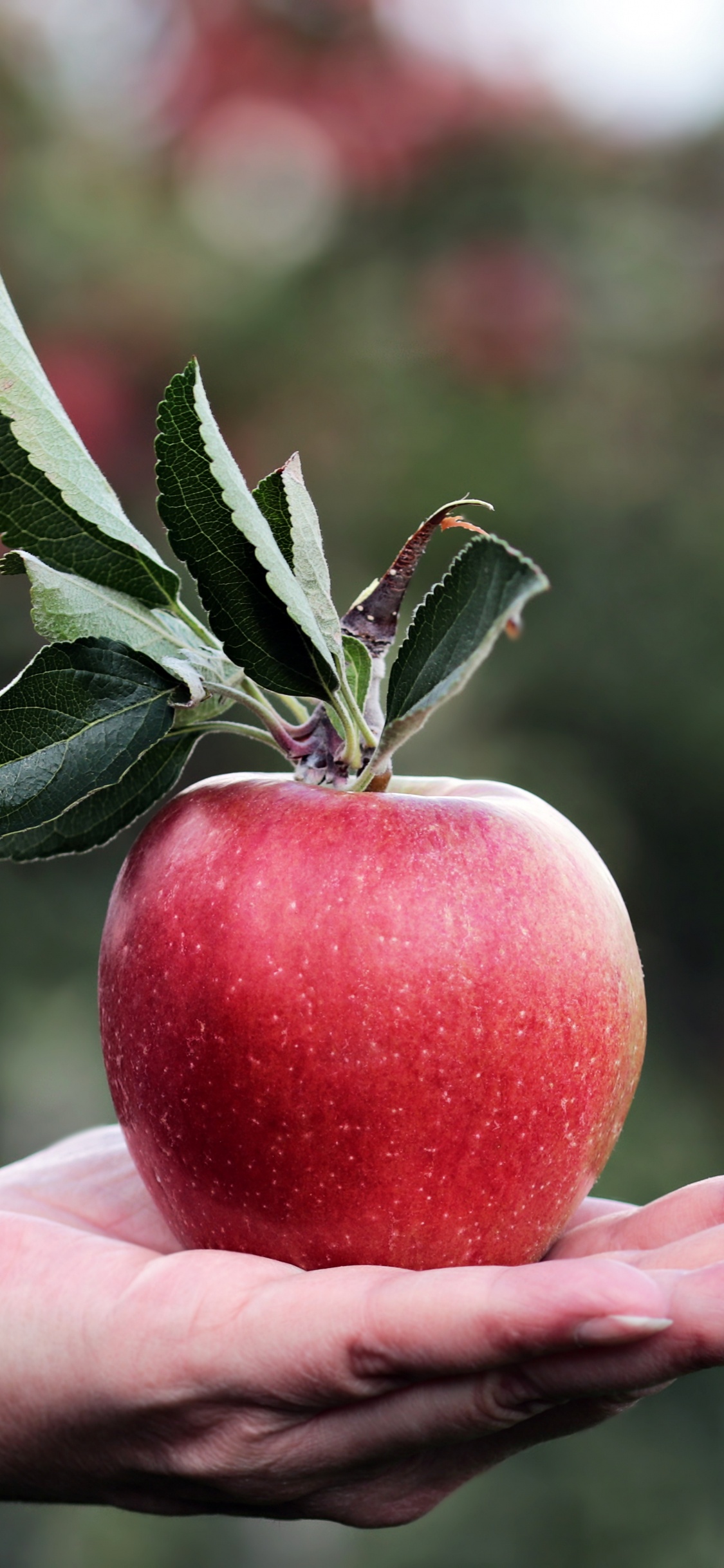 Person Holding Red Apple Fruit. Wallpaper in 1125x2436 Resolution