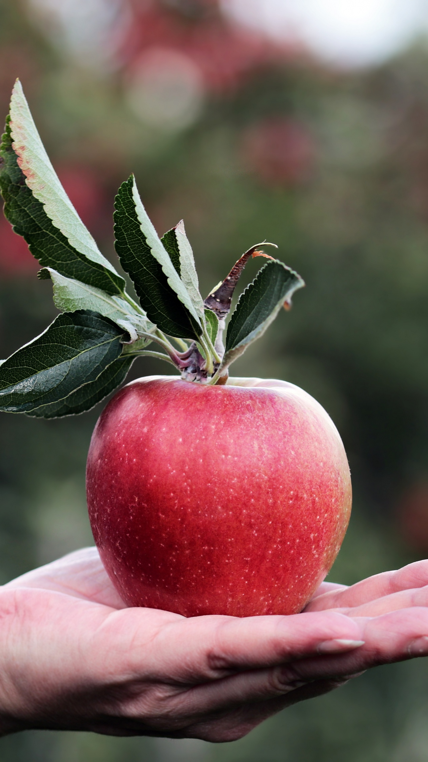 Person Holding Red Apple Fruit. Wallpaper in 1440x2560 Resolution