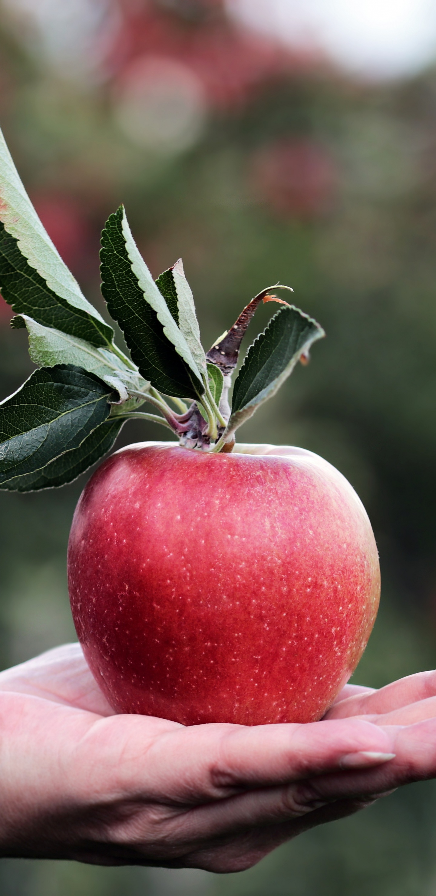 Person Holding Red Apple Fruit. Wallpaper in 1440x2960 Resolution