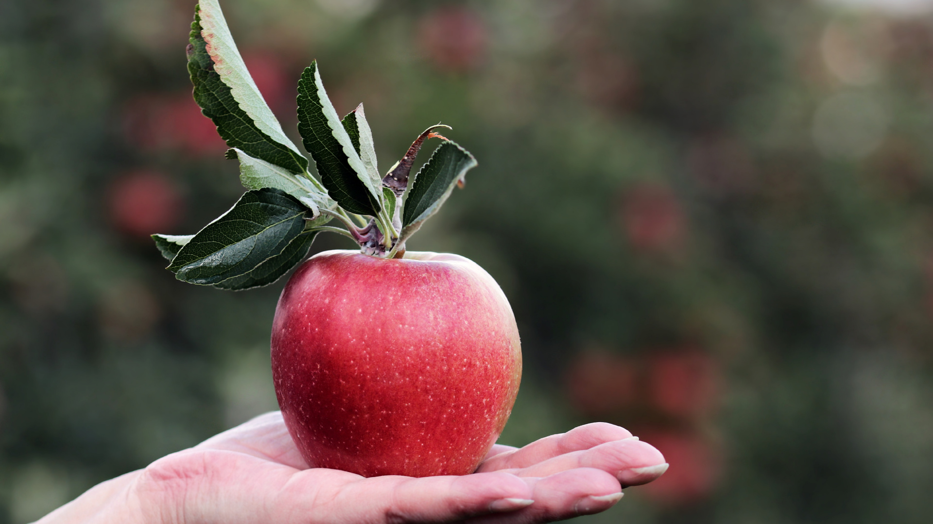 Person Holding Red Apple Fruit. Wallpaper in 1920x1080 Resolution