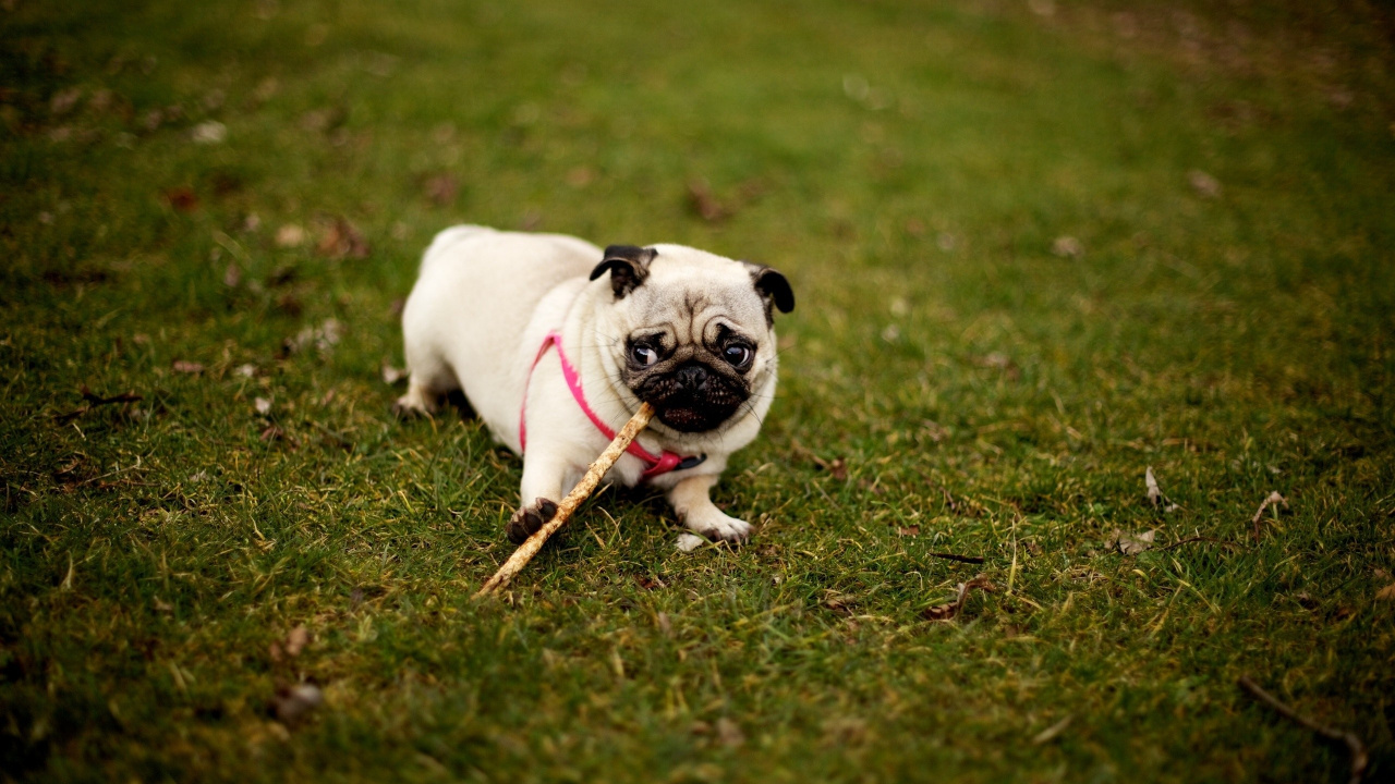 Fawn Pug on Green Grass Field During Daytime. Wallpaper in 1280x720 Resolution