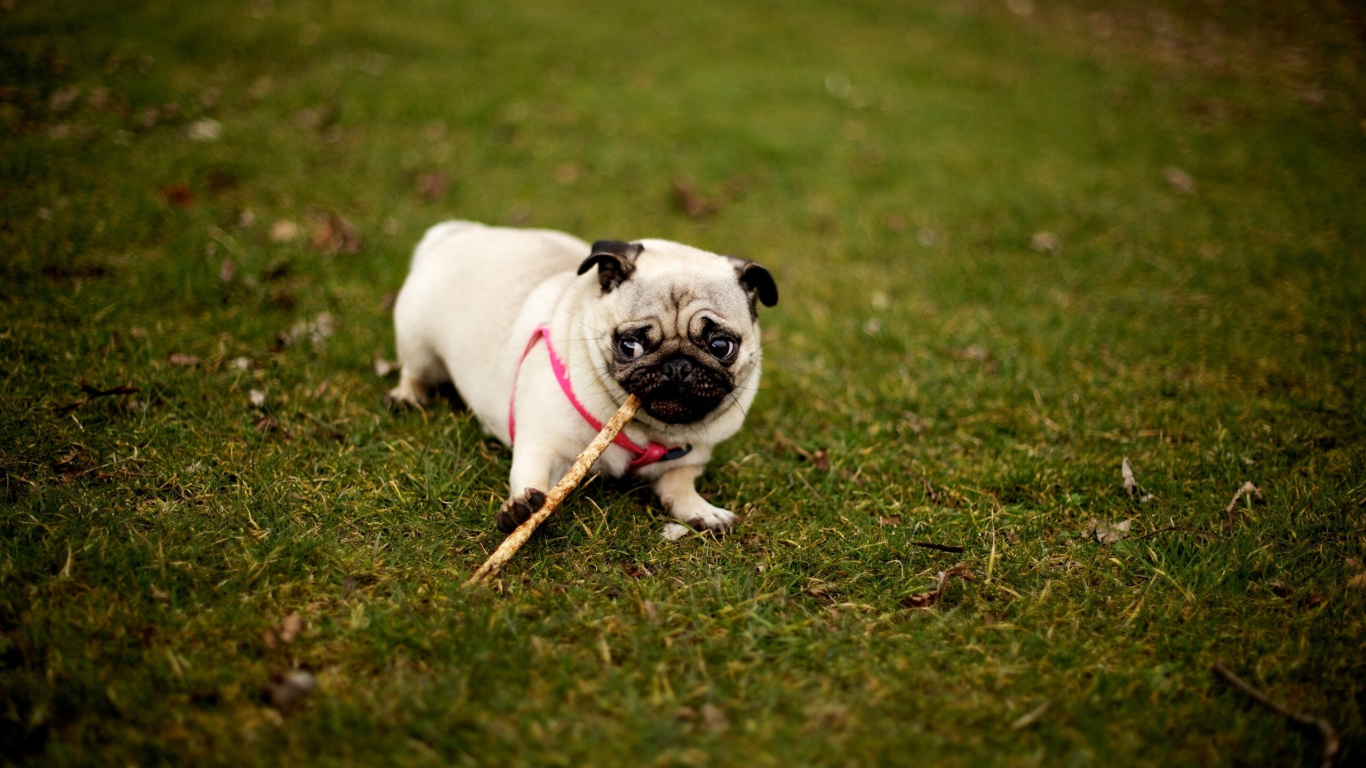 Fawn Pug on Green Grass Field During Daytime. Wallpaper in 1366x768 Resolution