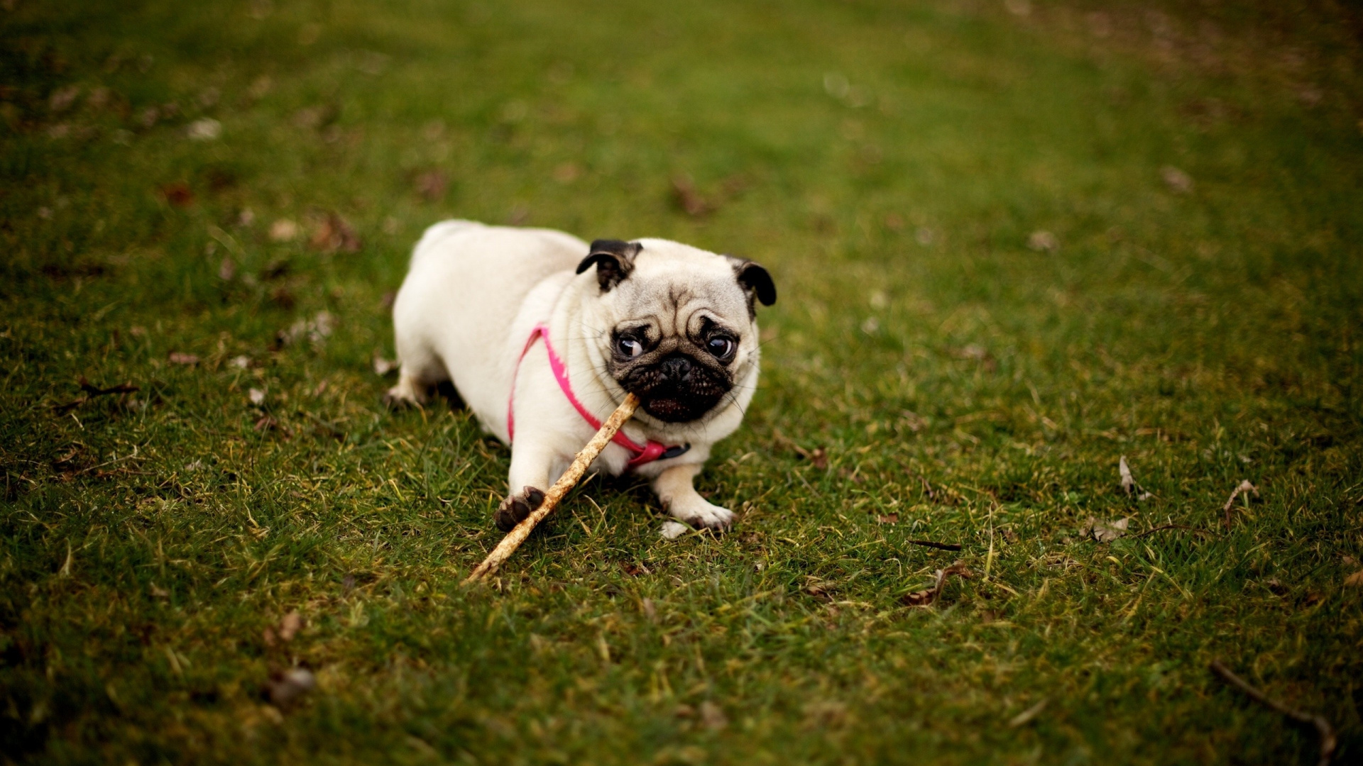 Fawn Pug on Green Grass Field During Daytime. Wallpaper in 1920x1080 Resolution