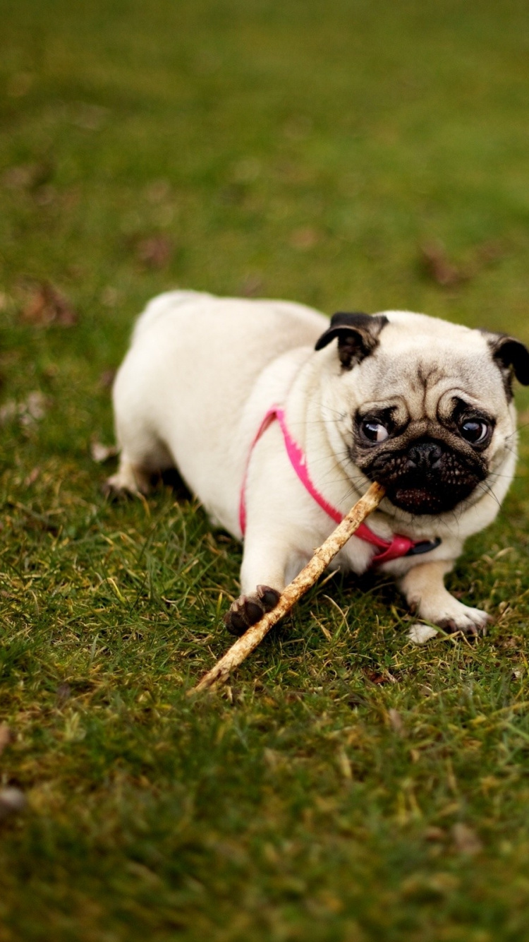 Fawn Pug on Green Grass Field During Daytime. Wallpaper in 750x1334 Resolution