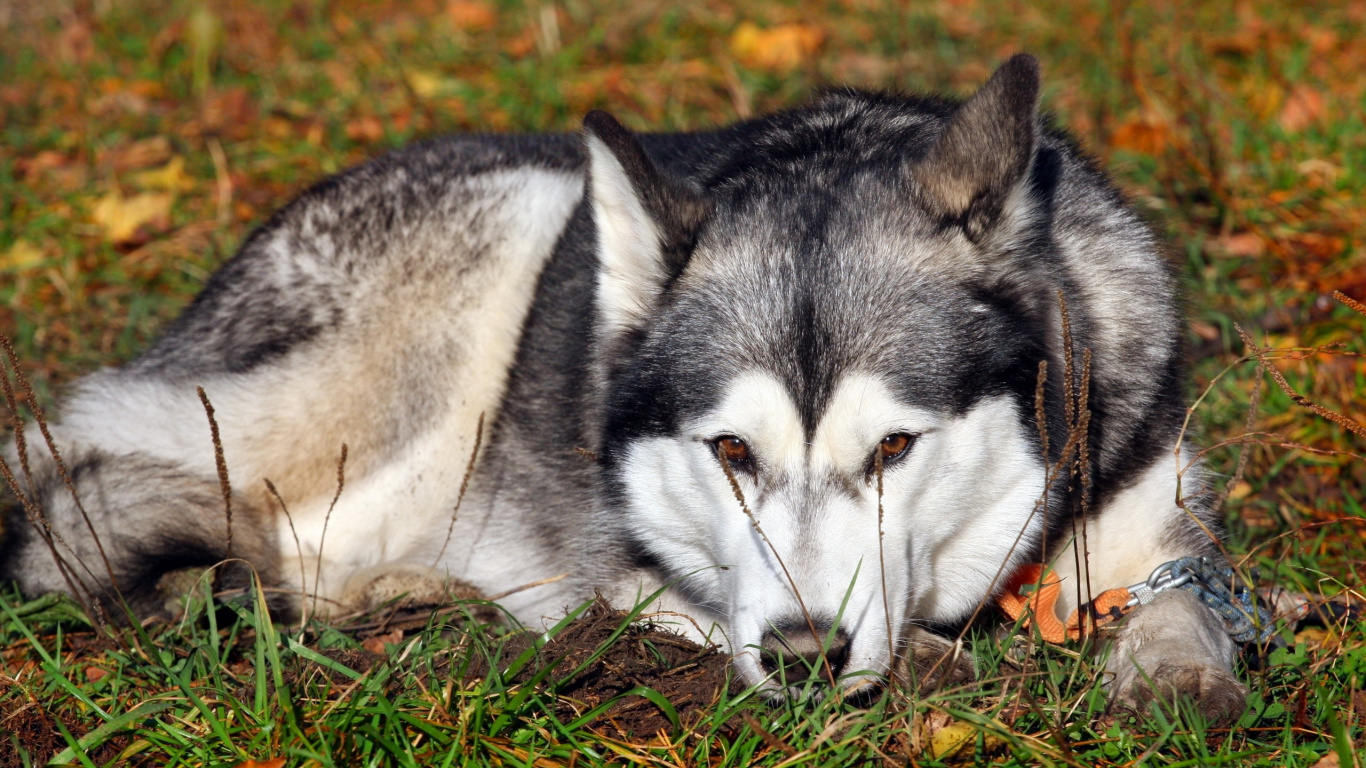 White and Black Siberian Husky Lying on Ground. Wallpaper in 1366x768 Resolution