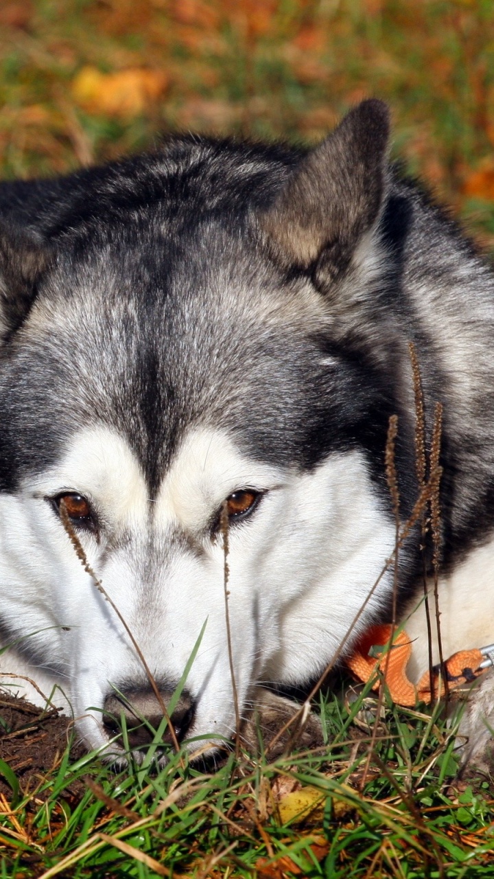 阿拉斯加雪橇犬, 阿拉斯加沙哑的, 小狗, Saarloos那只狼狗, 微型雪纳瑞 壁纸 720x1280 允许