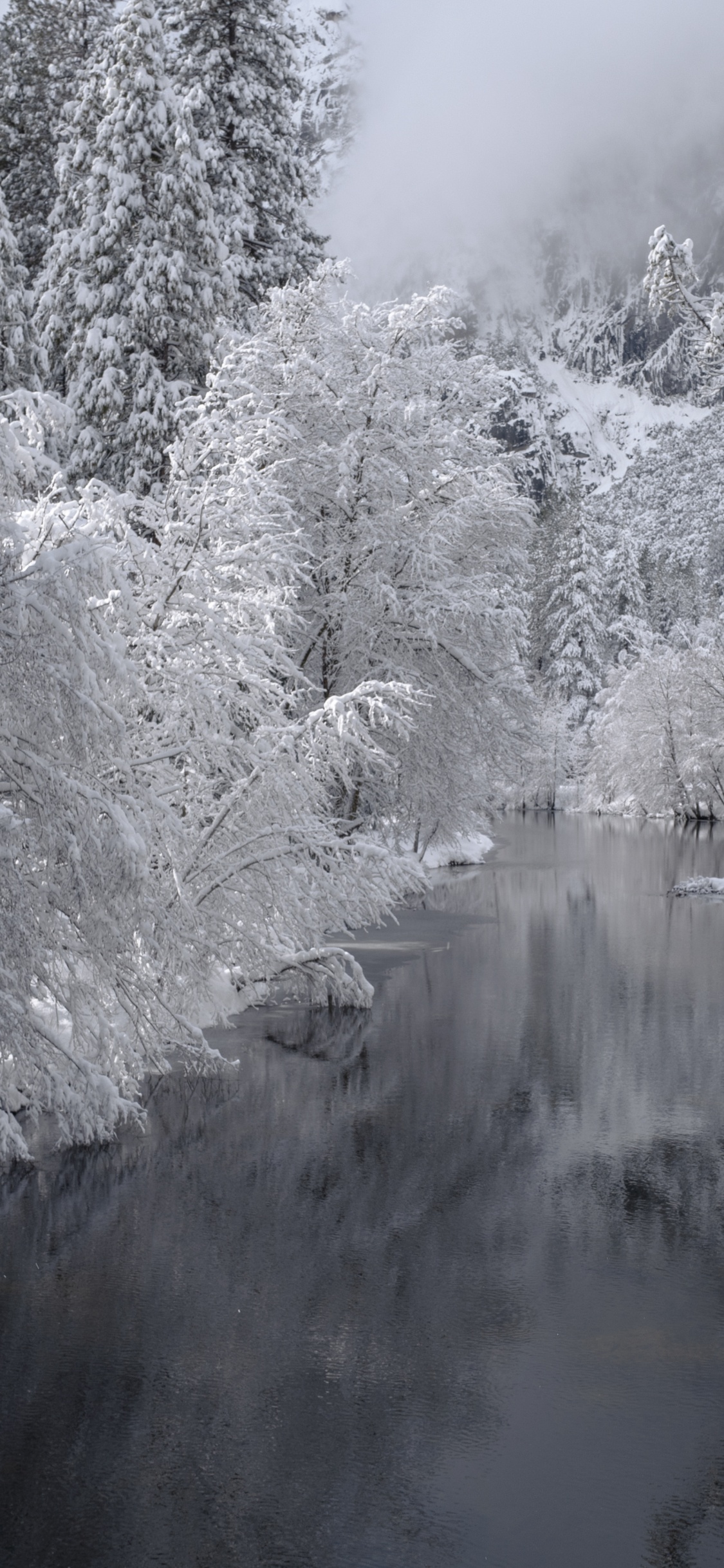 Hiver, Forêt, Neige, D'eau, Flux. Wallpaper in 1125x2436 Resolution