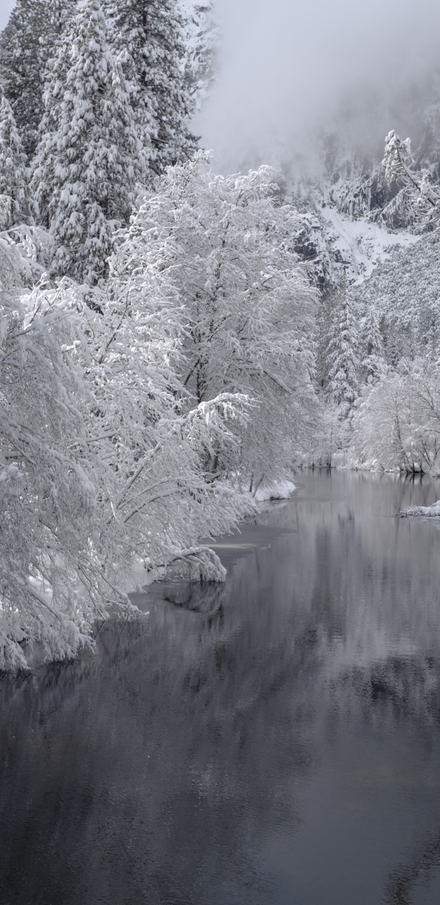 Hiver, Forêt, Neige, D'eau, Flux. Wallpaper in 1440x2960 Resolution