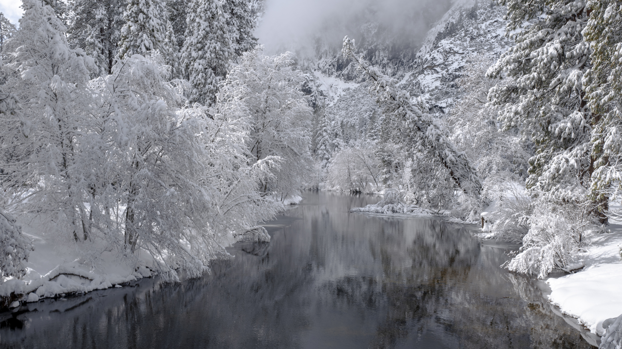 Hiver, Forêt, Neige, D'eau, Flux. Wallpaper in 2560x1440 Resolution