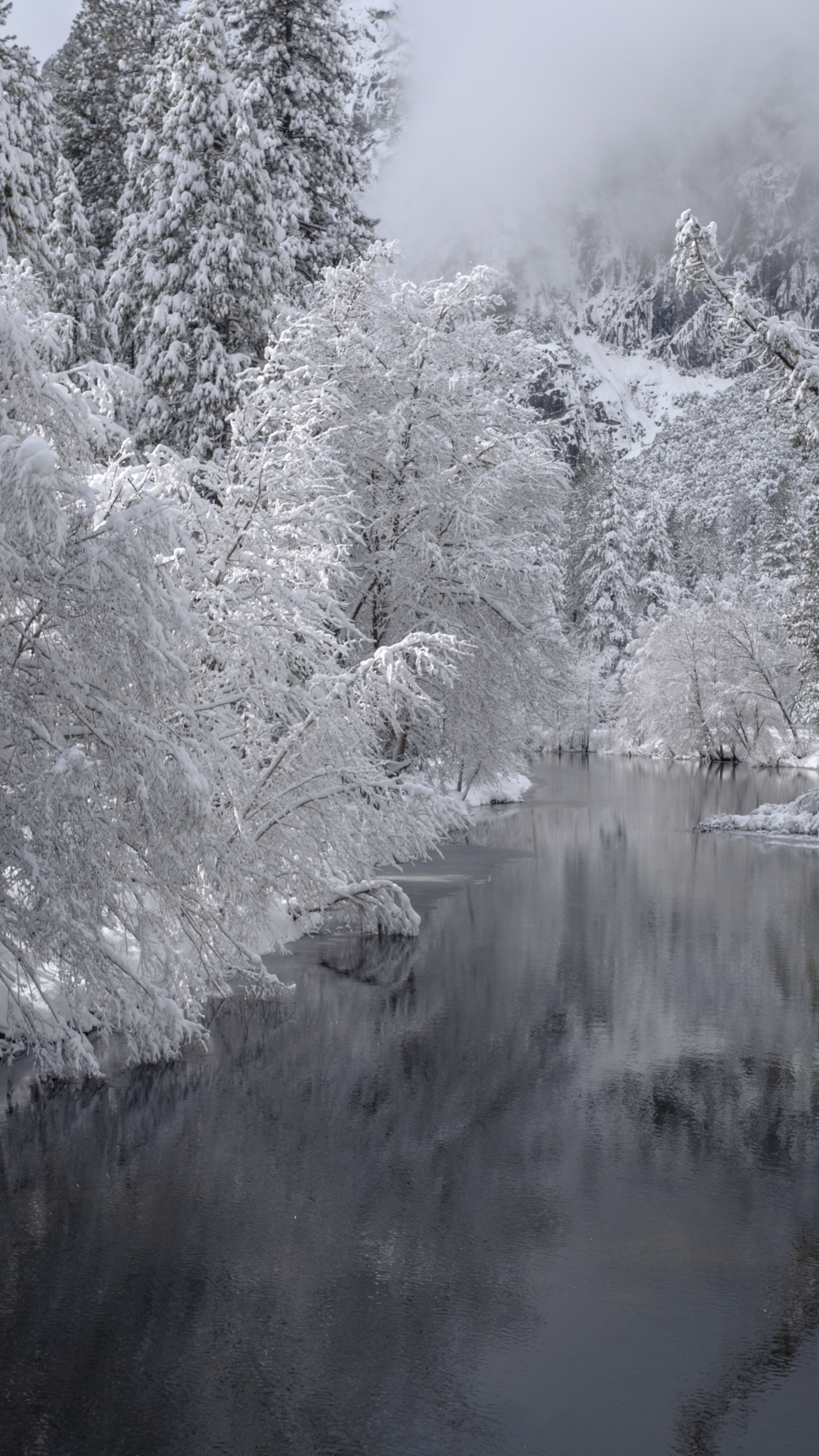 Winter, Forest, Snow, Water Feature, Stream. Wallpaper in 1440x2560 Resolution