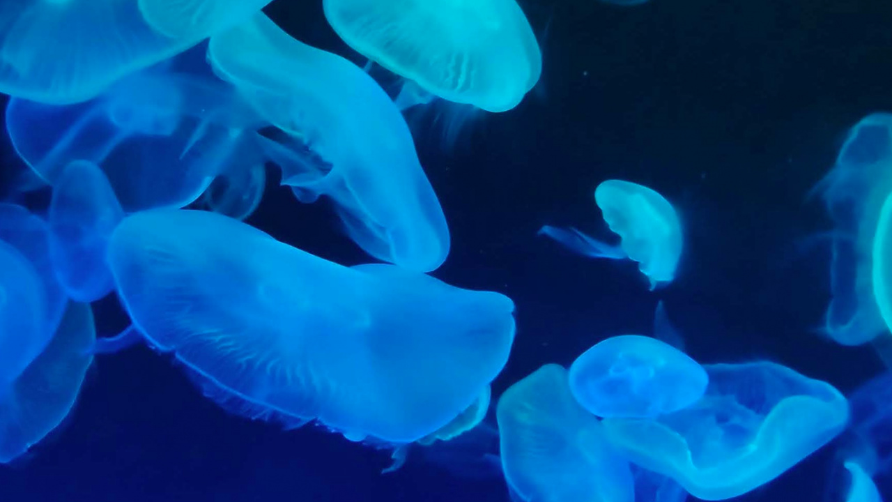 Las Medusas, Manzana, IOS 14, Azul, Entorno Natural. Wallpaper in 1280x720 Resolution