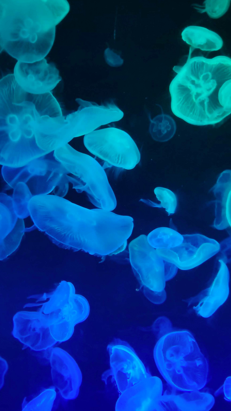 Las Medusas, Manzana, IOS 14, Azul, Entorno Natural. Wallpaper in 750x1334 Resolution