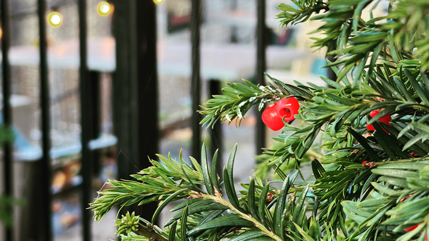 Blatt, Branch, Christmas Ornament, Zweig, Zaun. Wallpaper in 1366x768 Resolution