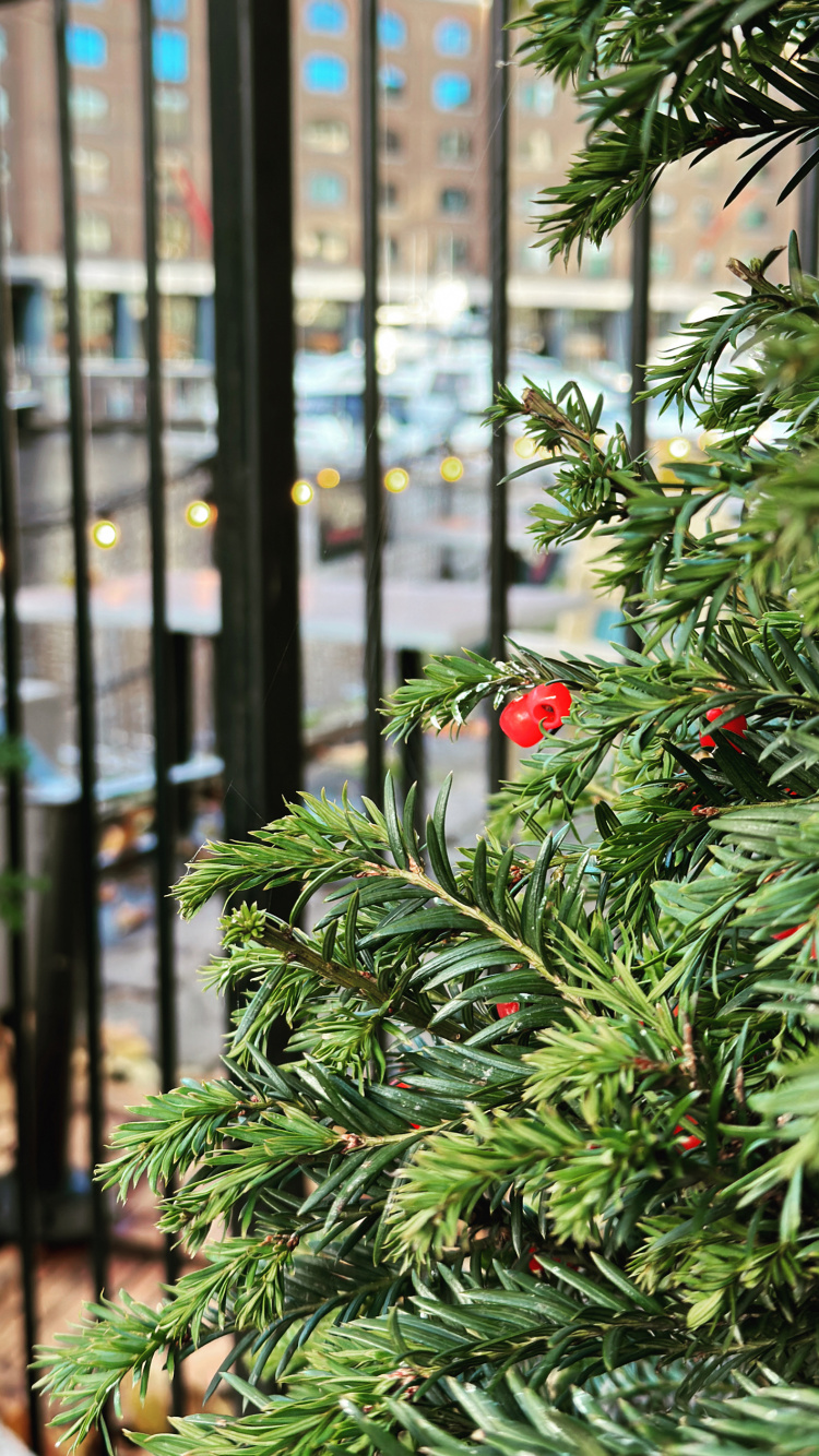 Feuille, Ornement de Noël, Rameau, Clôture, Evergreen. Wallpaper in 750x1334 Resolution