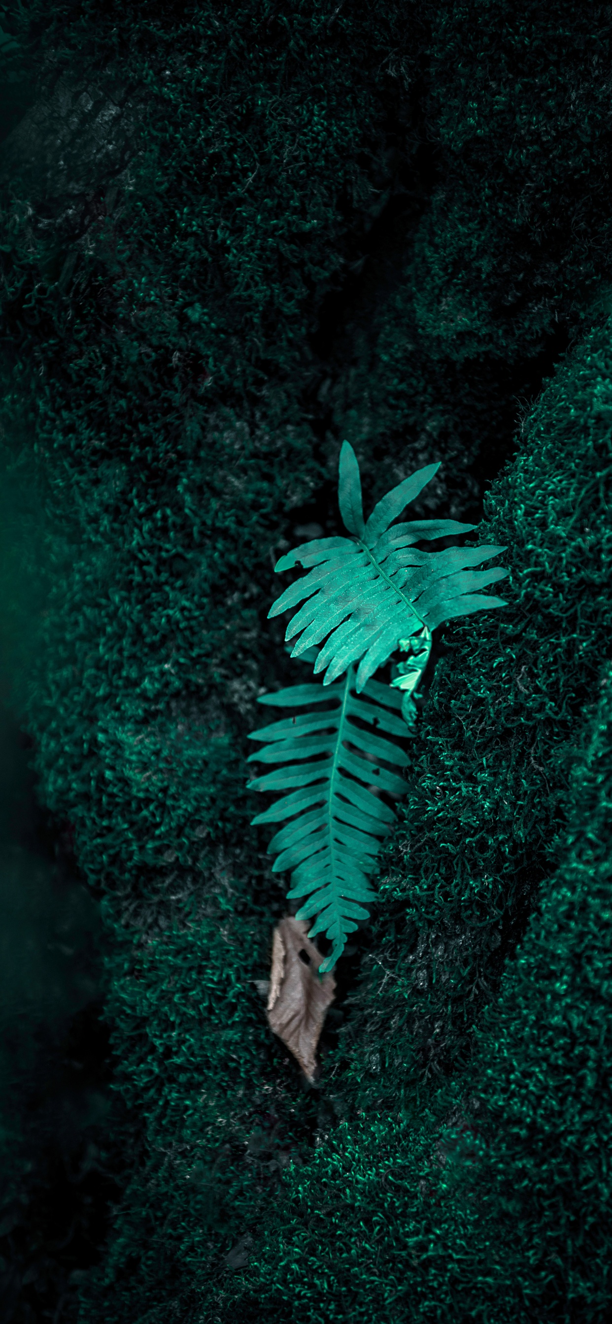 Farn, Gr, Oberbekleidung, Illustration, Gefäßpflanzen. Wallpaper in 1242x2688 Resolution