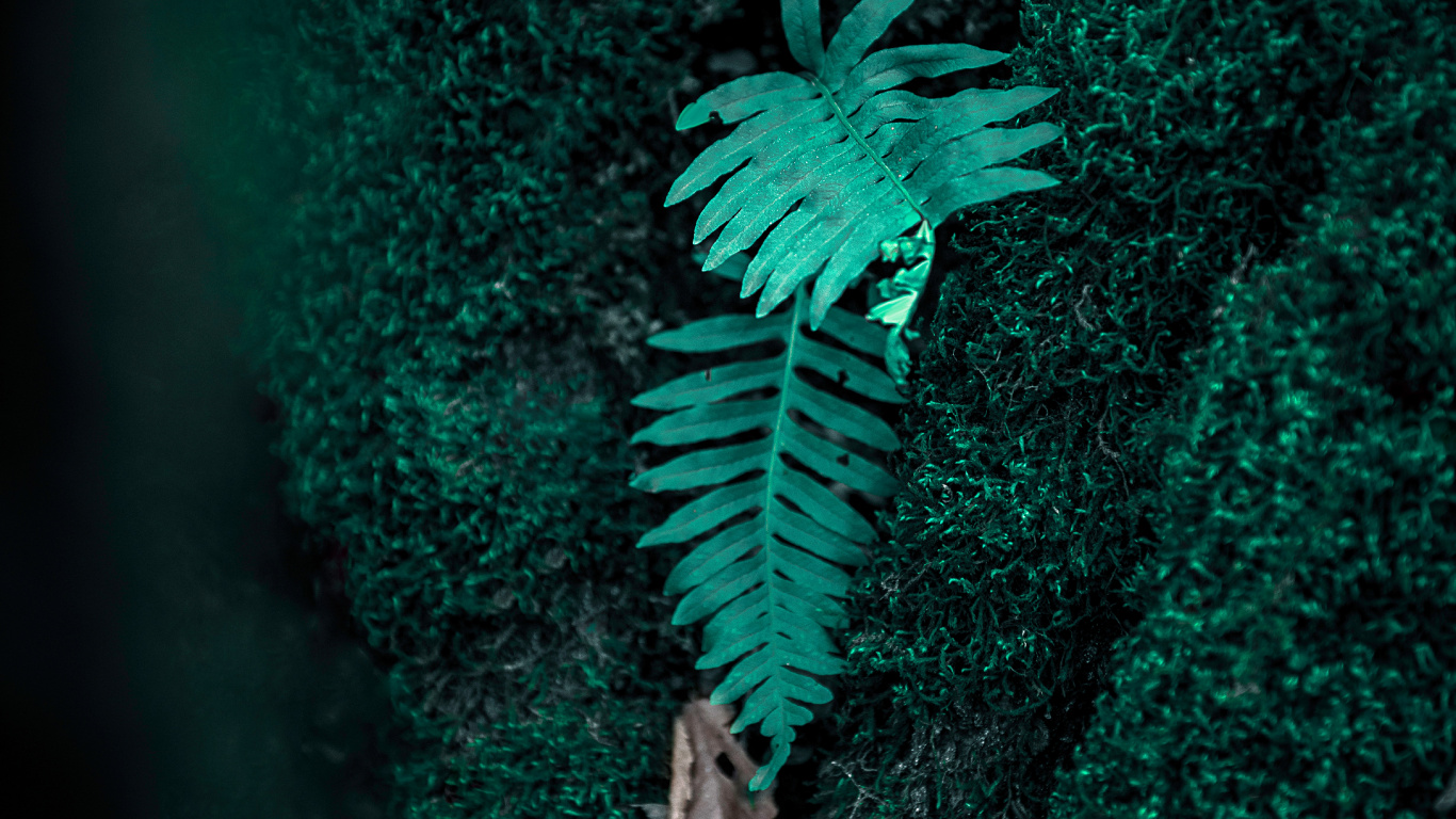 Farn, Gr, Oberbekleidung, Illustration, Gefäßpflanzen. Wallpaper in 1366x768 Resolution