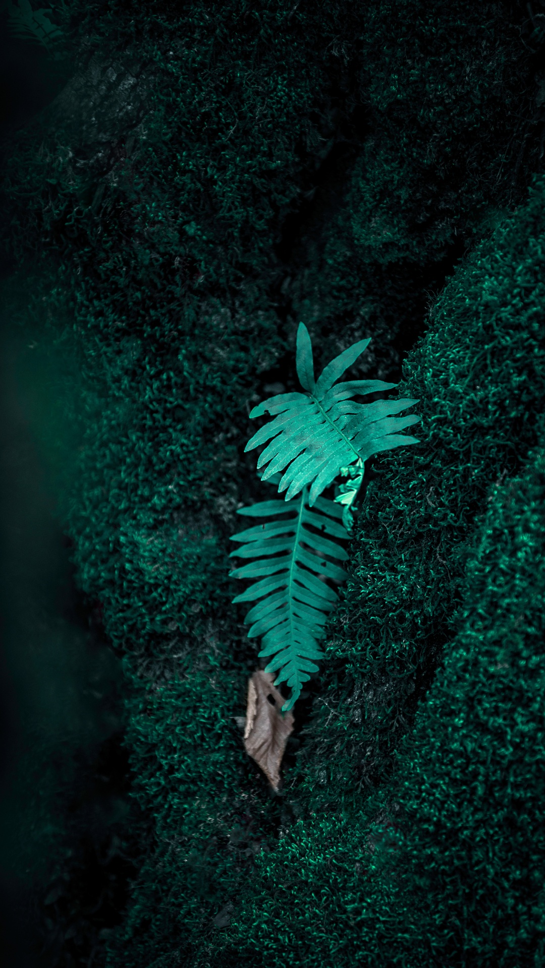 Fougère, Green, Les Vêtements D'extérieur, Illustration, Plantes Vasculaires. Wallpaper in 1080x1920 Resolution