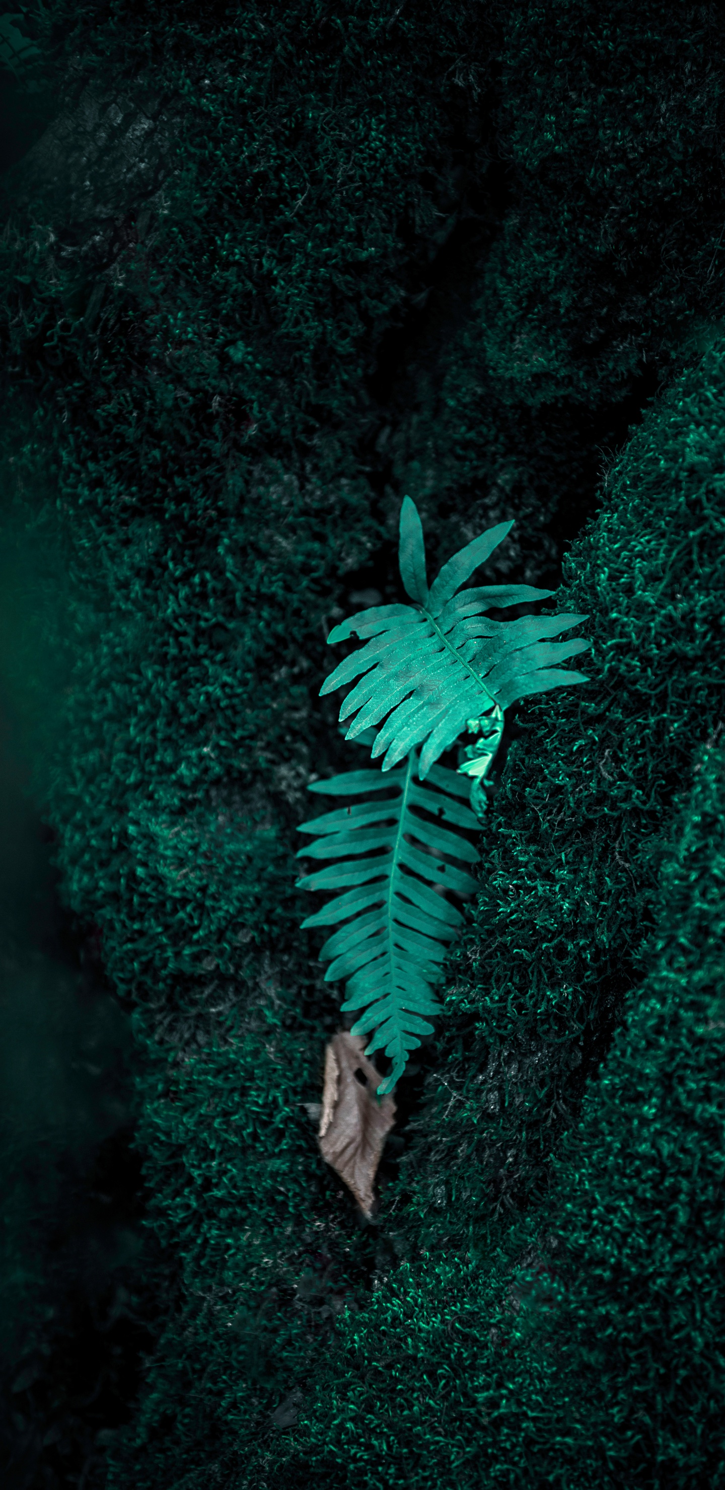 Fougère, Green, Les Vêtements D'extérieur, Illustration, Plantes Vasculaires. Wallpaper in 1440x2960 Resolution