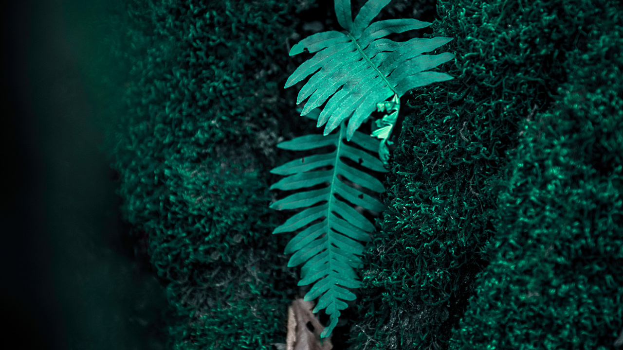 Helecho, Verde, Prendas de Vestir Exteriores, Ilustración, Plantas Vasculares. Wallpaper in 1280x720 Resolution