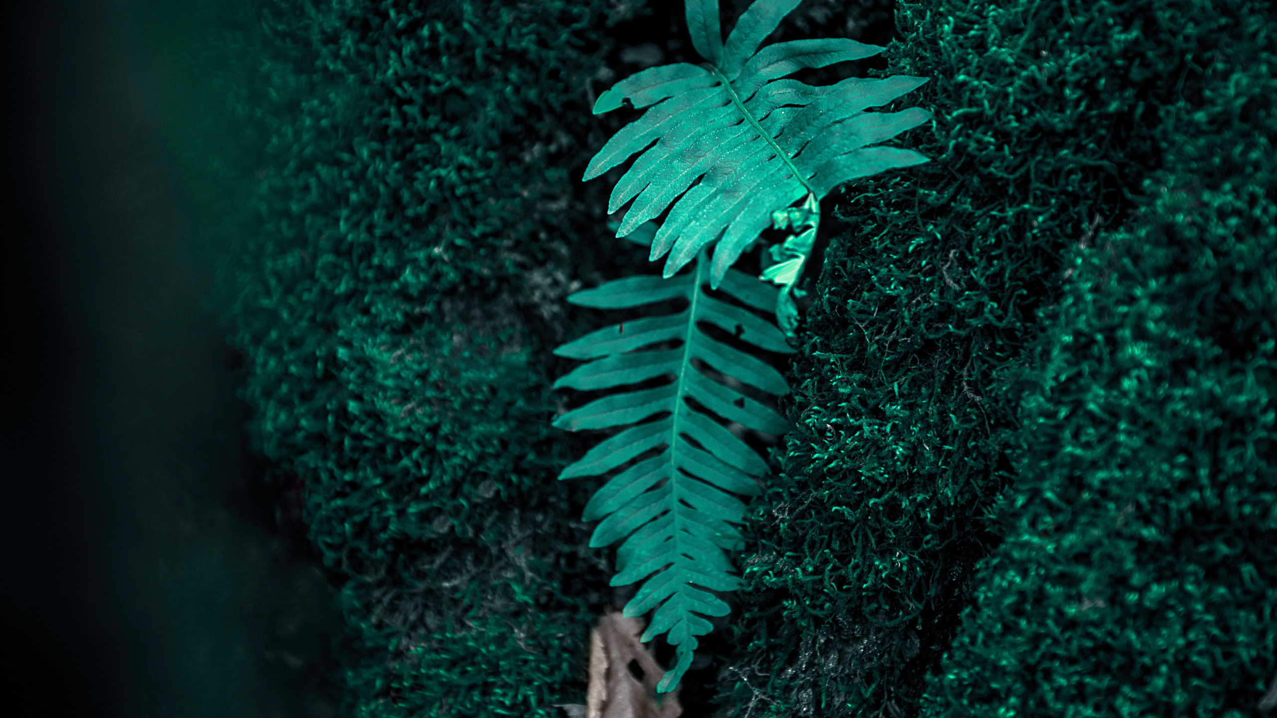 Helecho, Verde, Prendas de Vestir Exteriores, Ilustración, Plantas Vasculares. Wallpaper in 2560x1440 Resolution