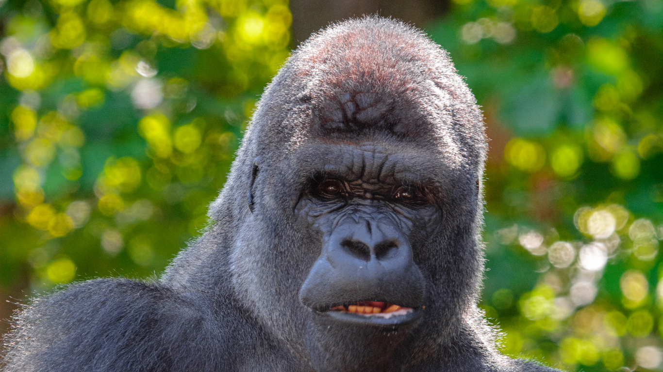 Schwarzer Gorilla, Der Tagsüber Auf Grünem Gras Sitzt. Wallpaper in 1366x768 Resolution