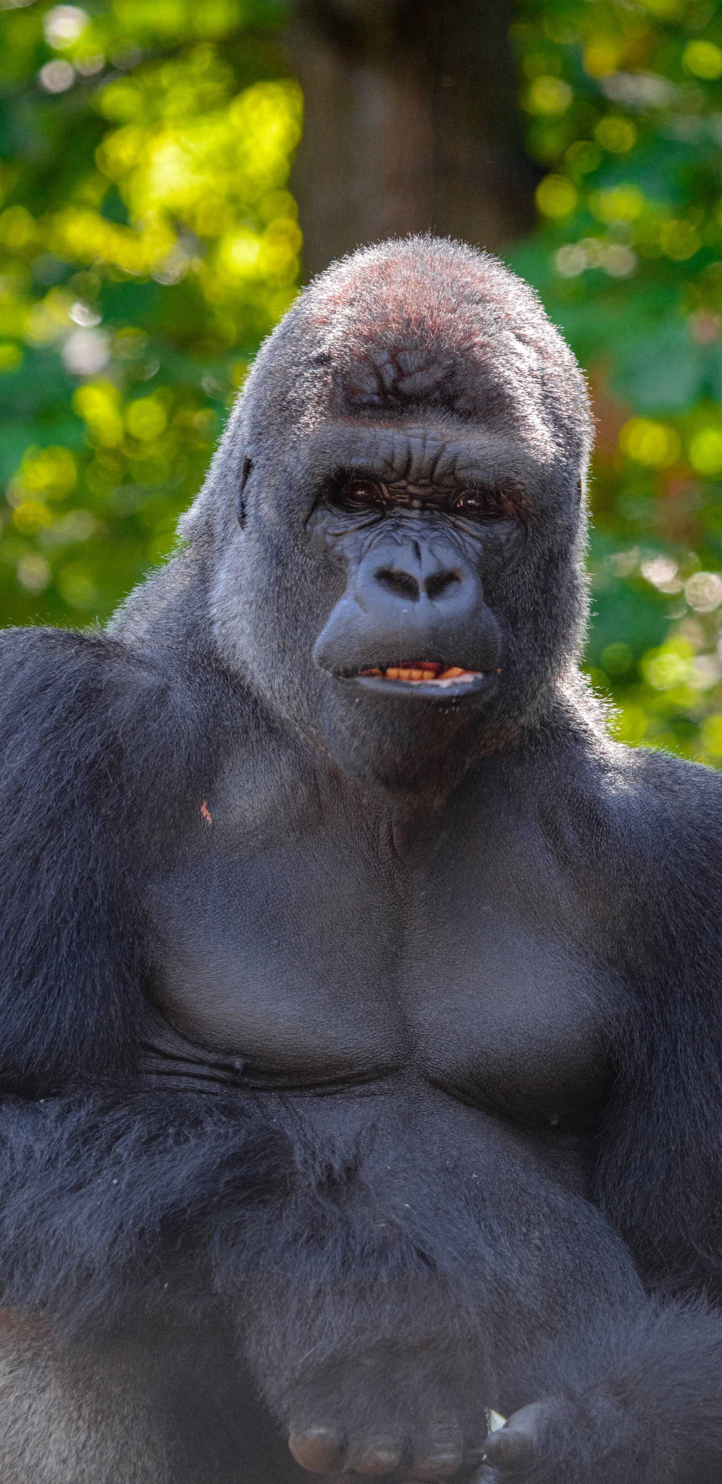 Schwarzer Gorilla, Der Tagsüber Auf Grünem Gras Sitzt. Wallpaper in 1440x2960 Resolution